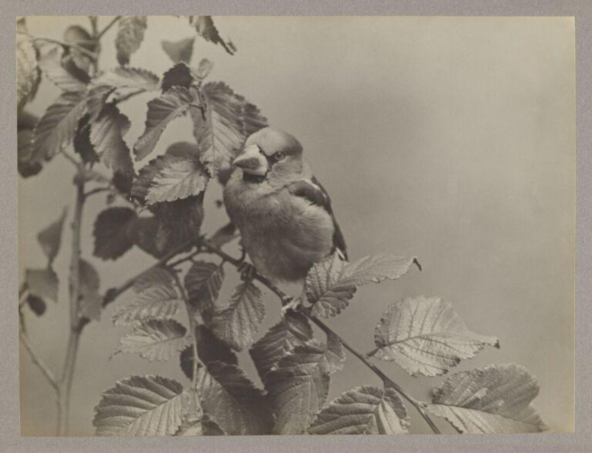Grosbeak Perched on Leafy Branch