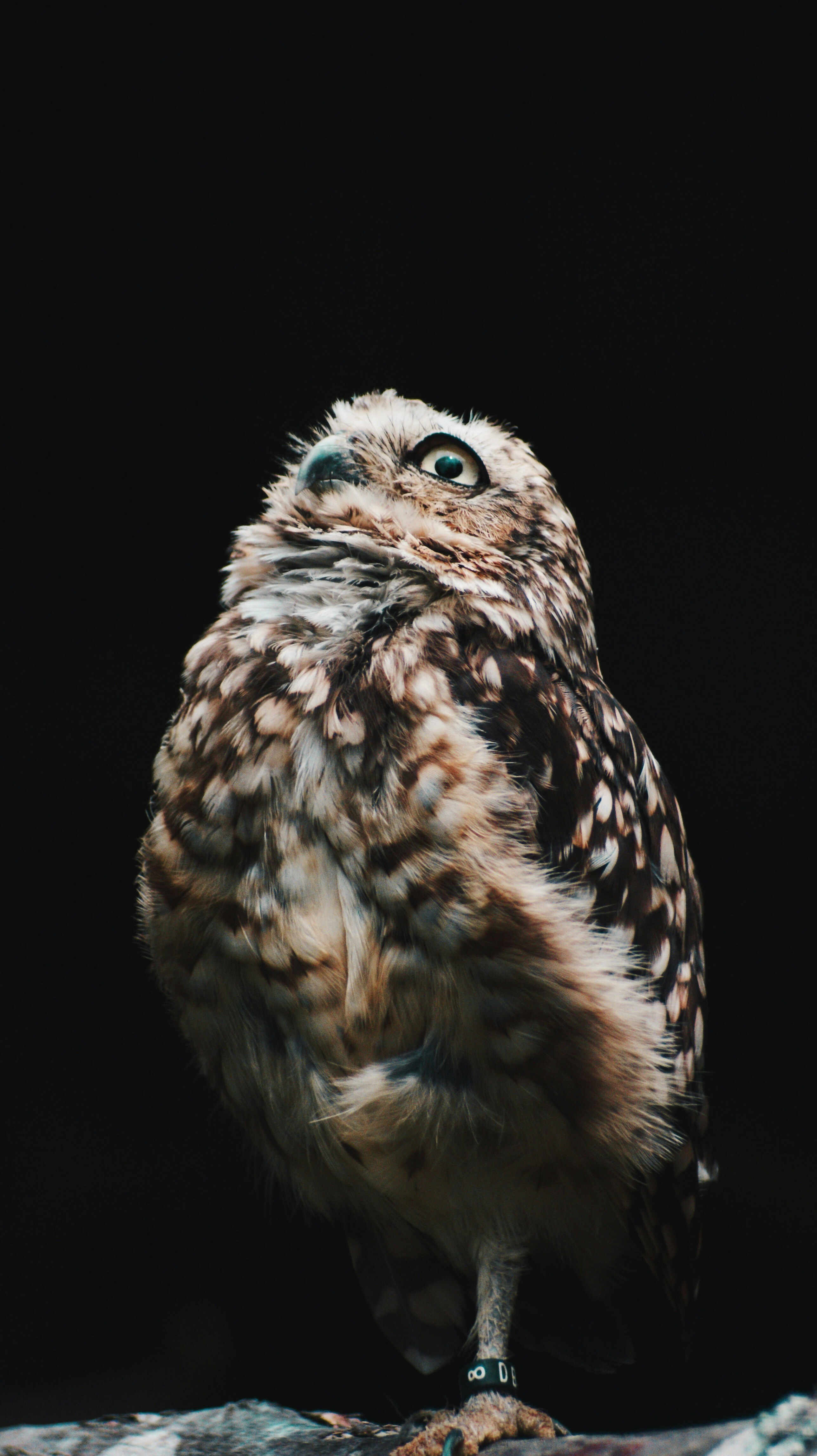 Surprised Owl Looking Up