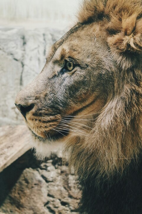 Side Profile of a Male Lion