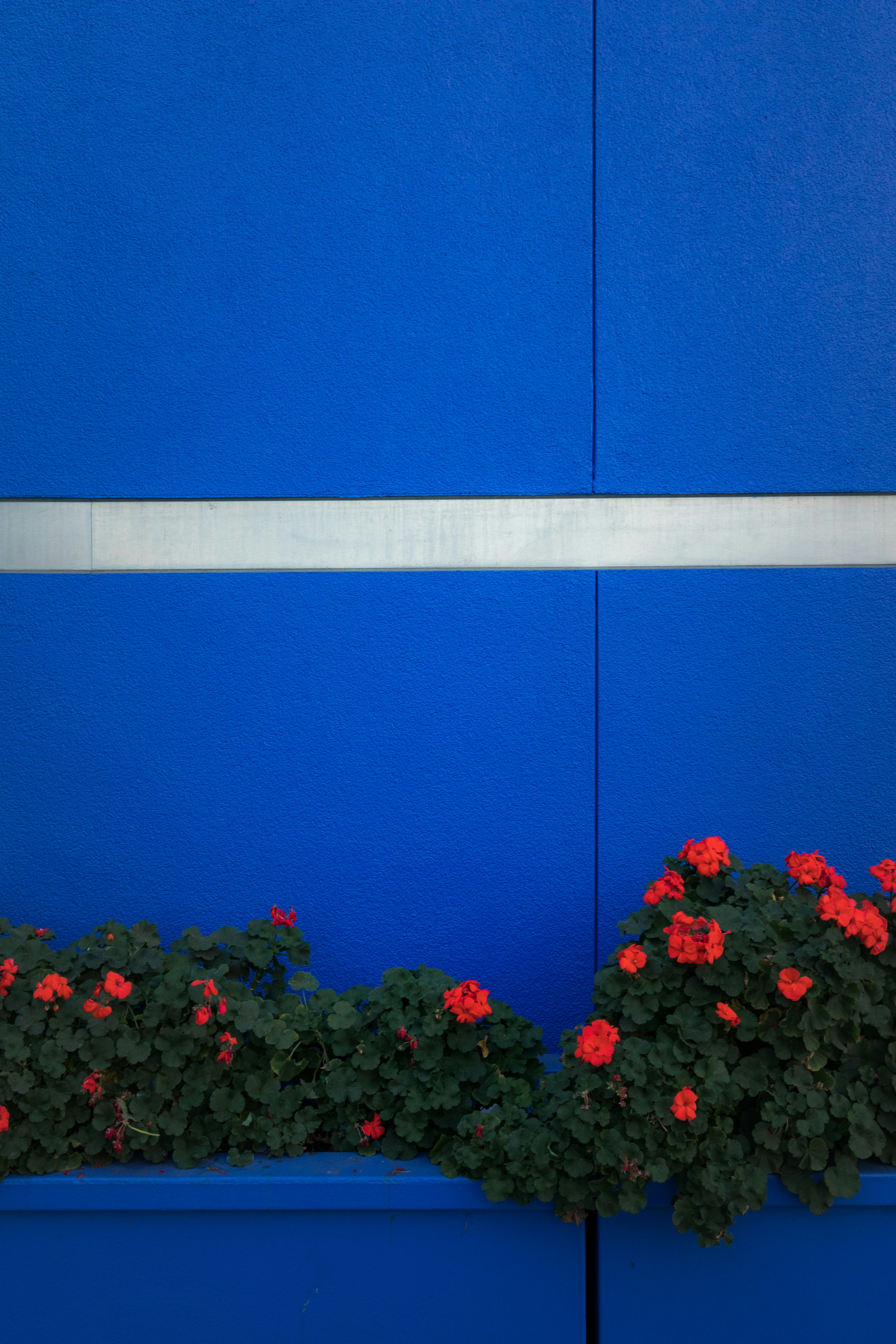 Red Geraniums Against Blue Wall