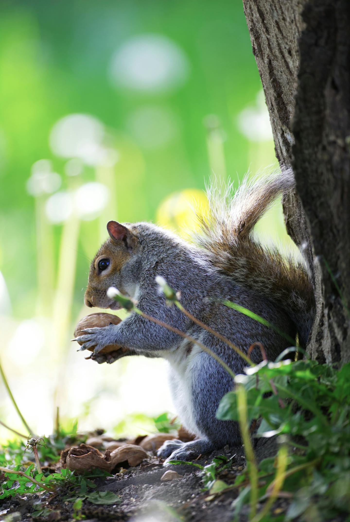 Gray Squirrel Holding a Walnut