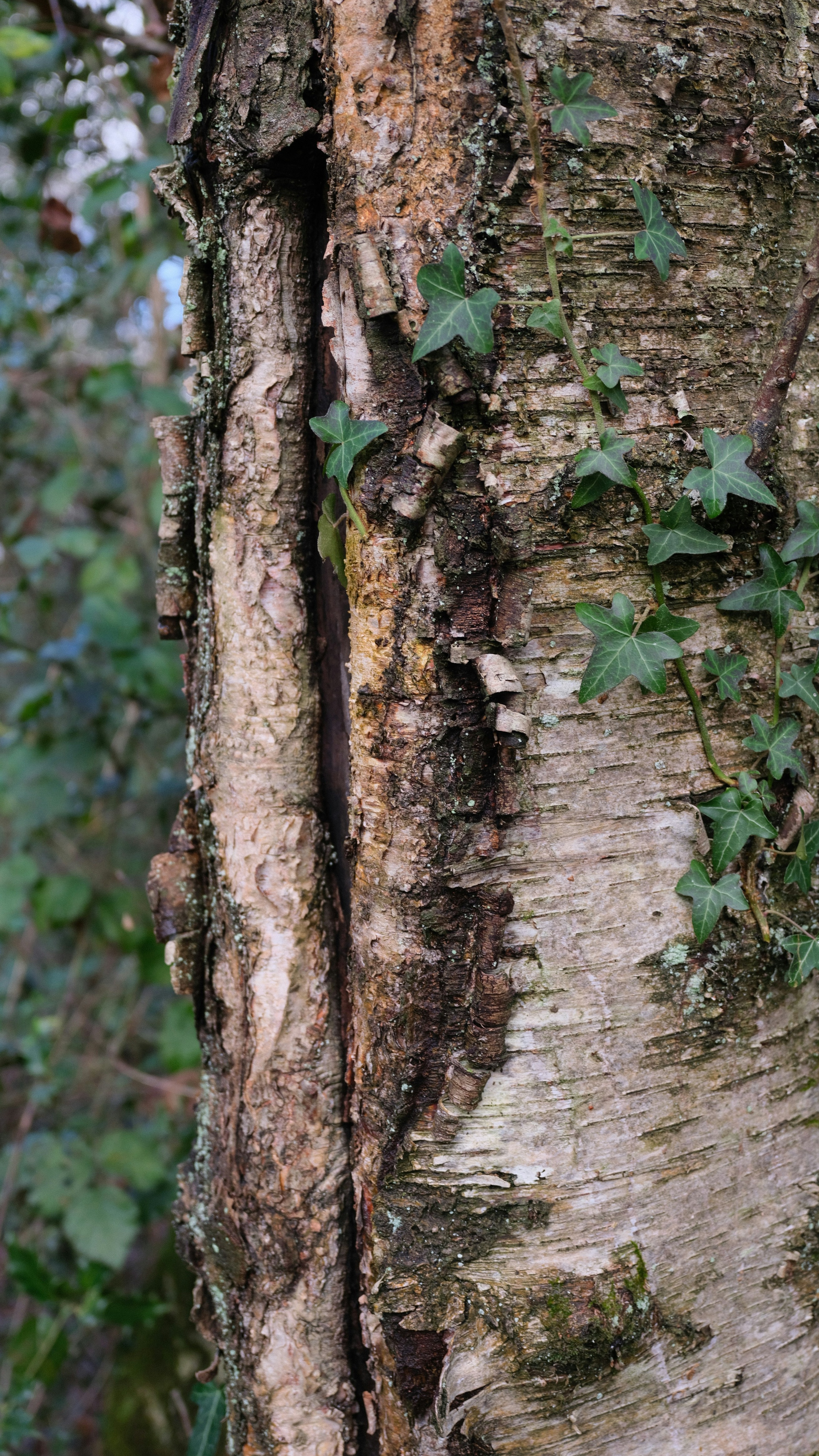 Tree Trunk With Climbing Ivy