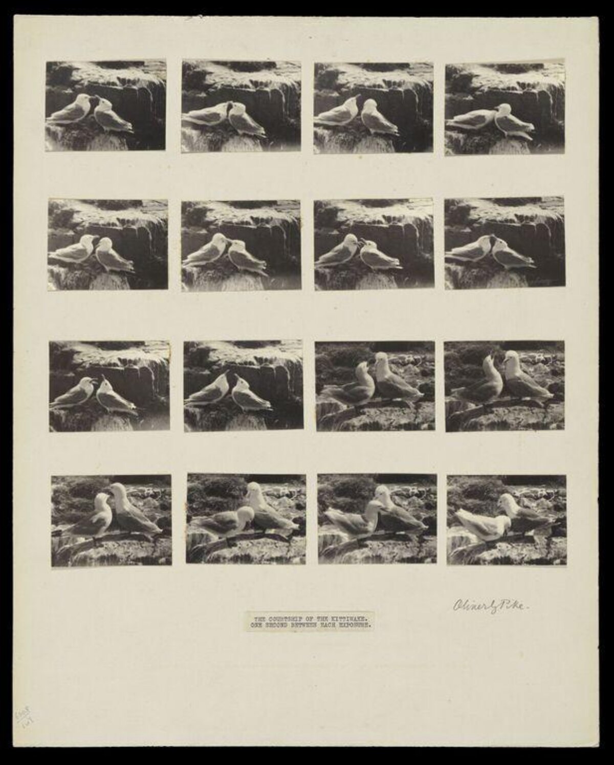 Kittiwake Courtship Photo Sequence