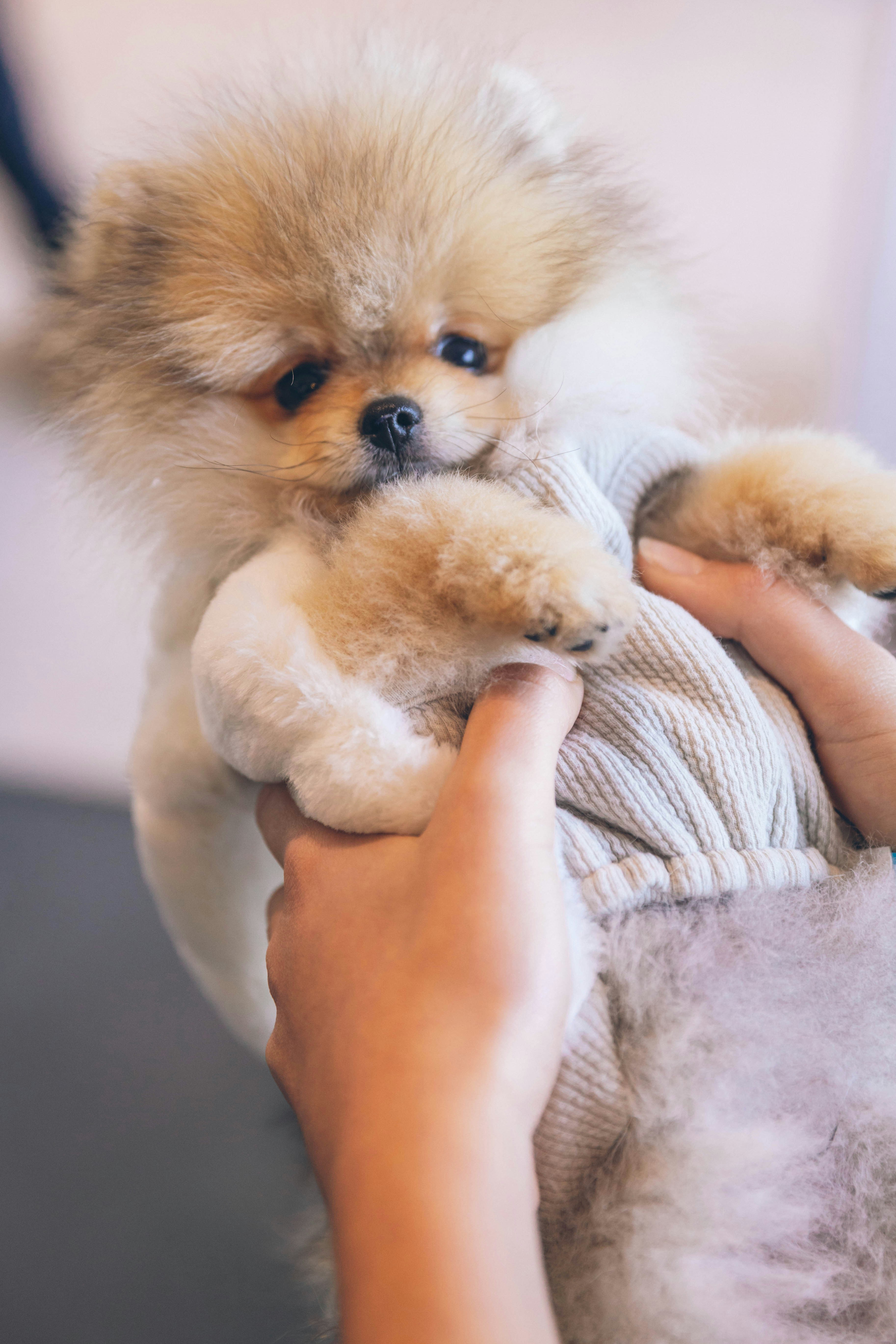 Fluffy Pomeranian Puppy Held In Hands — Avatars