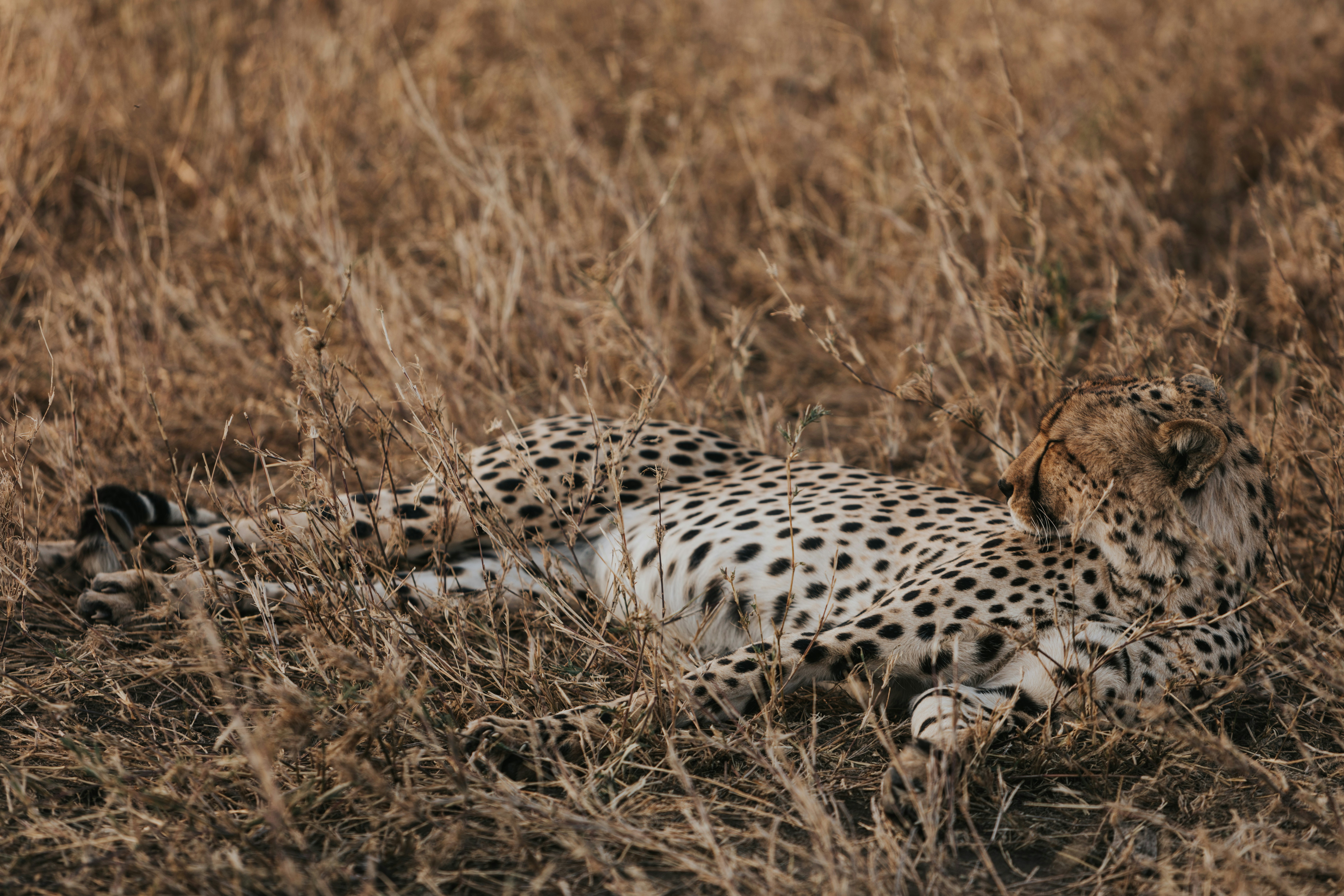 Cheetah Resting in Dry Grass