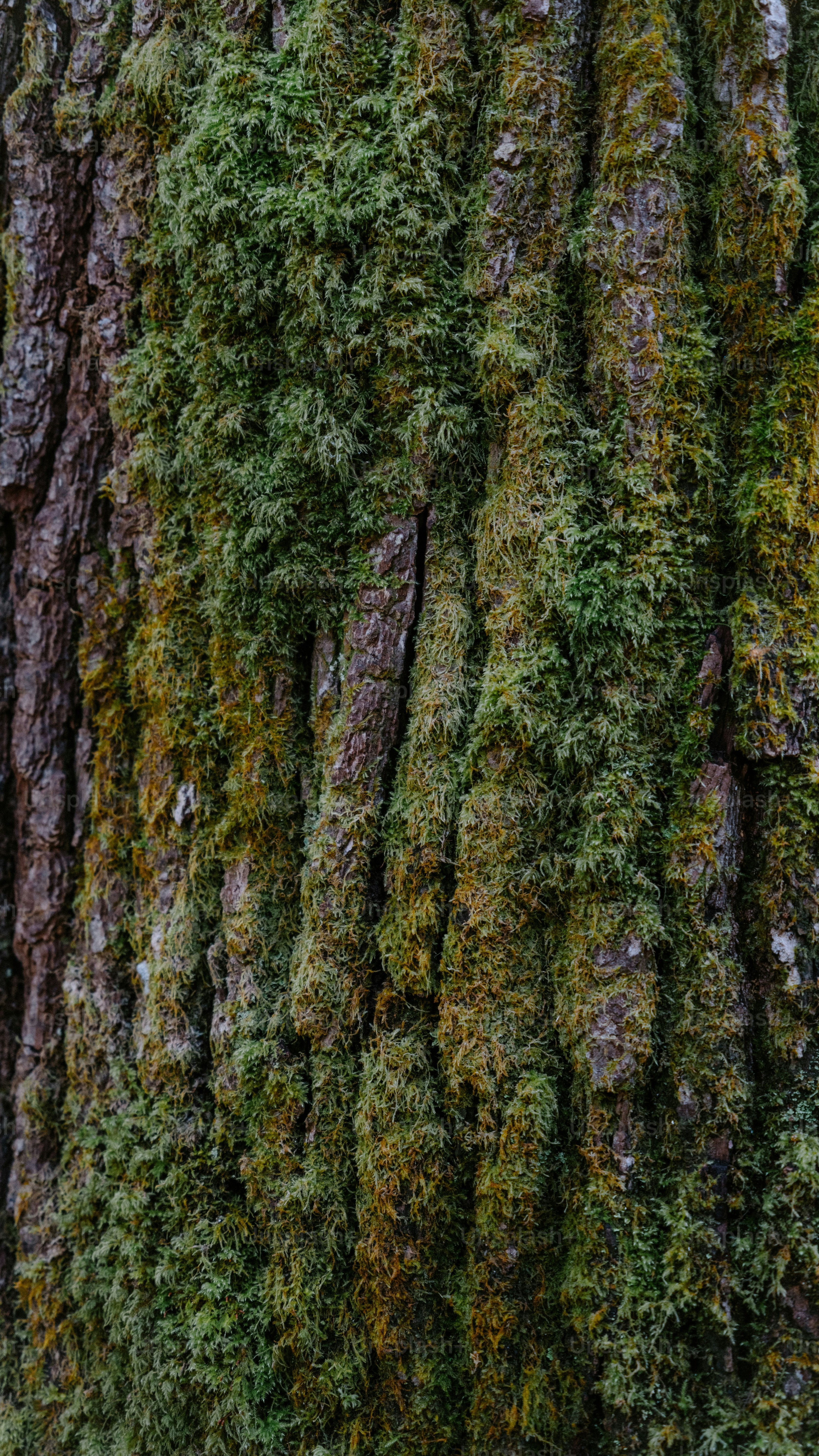 Moss Covered Tree Bark
