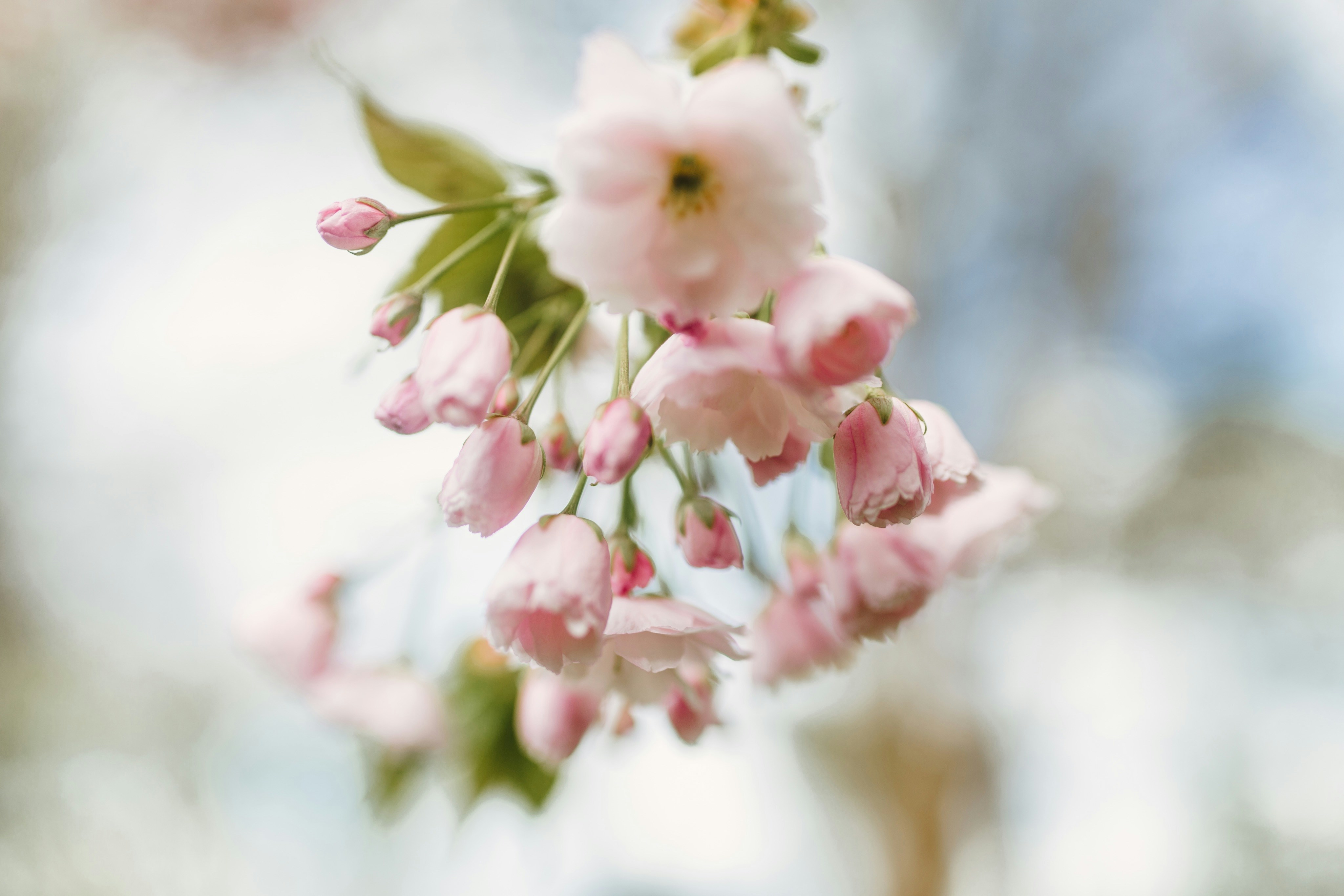 Hanging Pink Cherry Blossoms