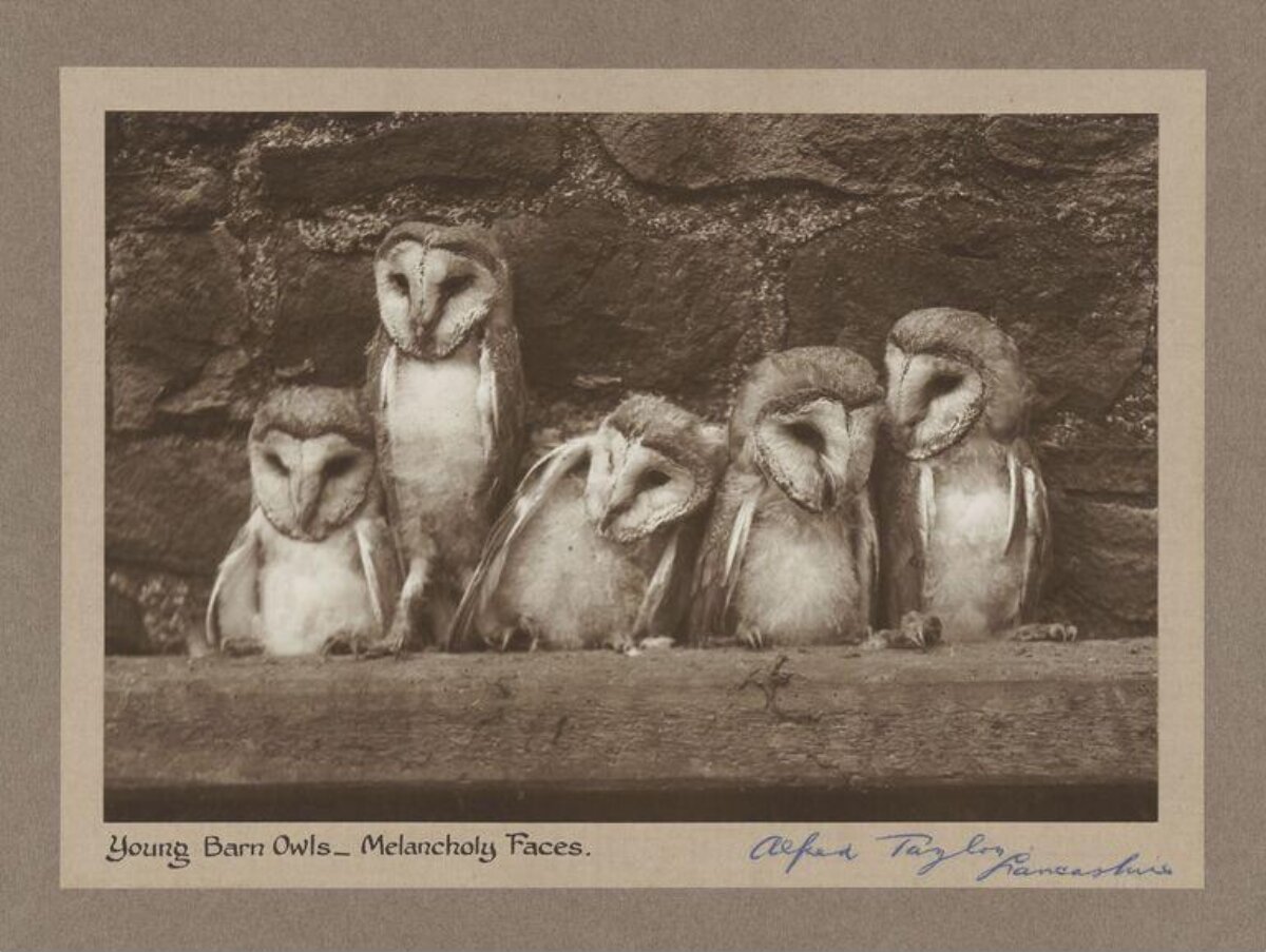 Young Barn Owls with Melancholy Faces