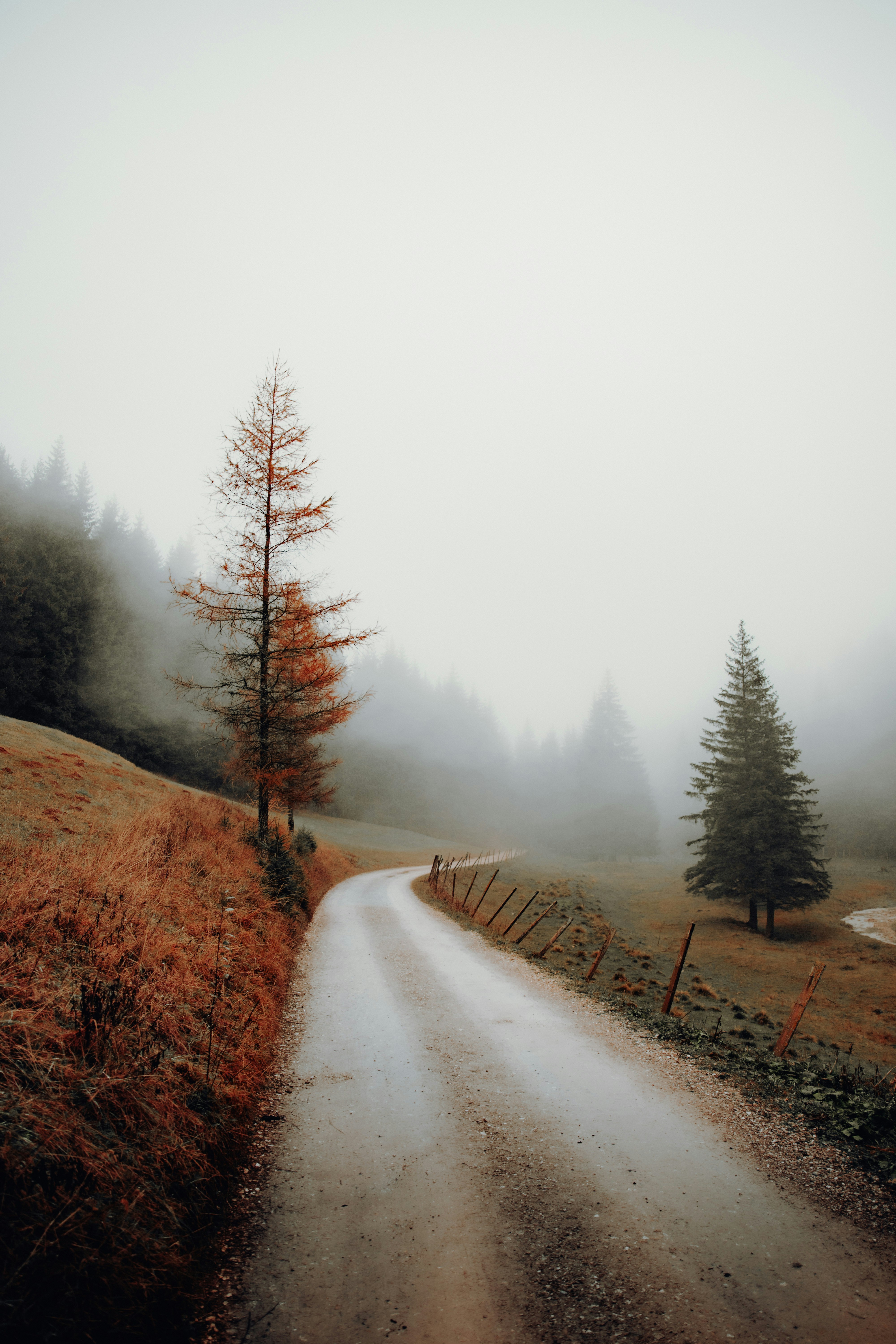 Foggy Mountain Dirt Road