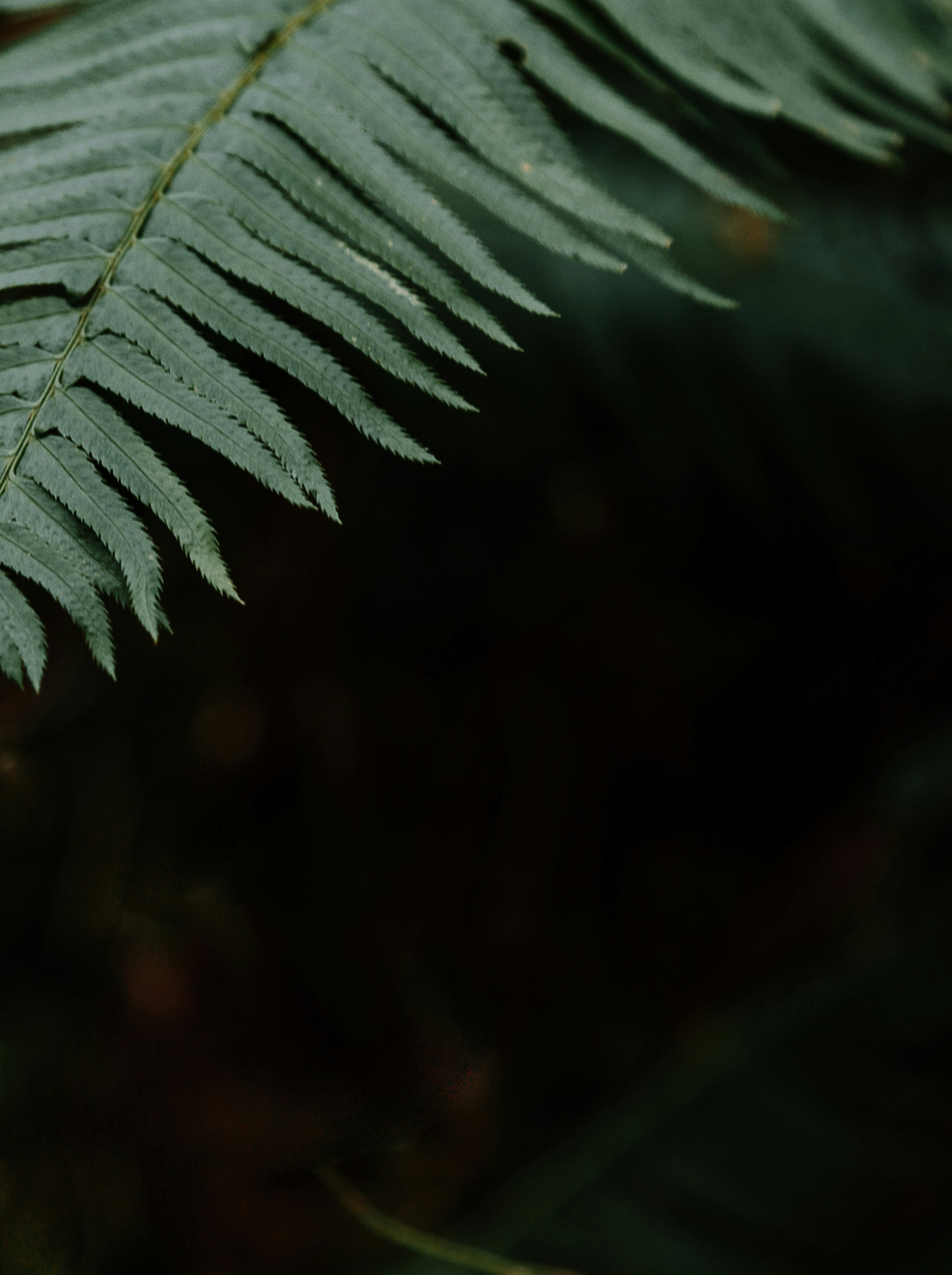 Close Up of Fern Frond