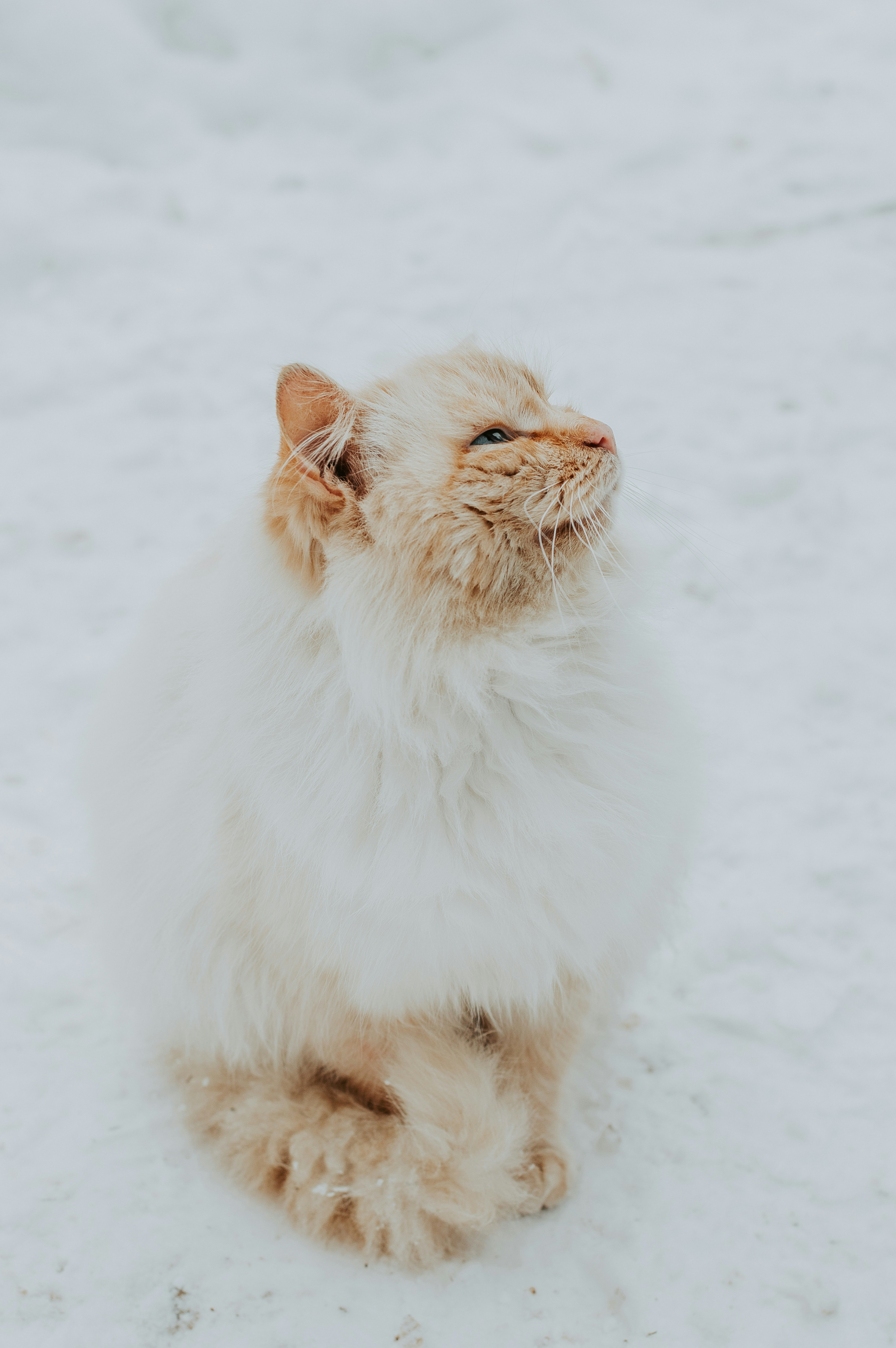 Fluffy Cat Sitting On Snow