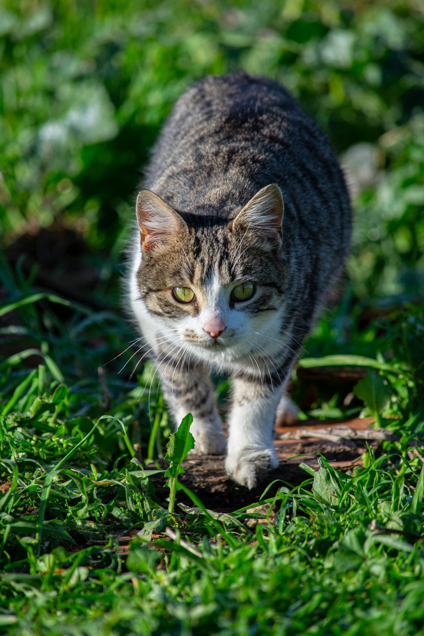 Tabby Cat Walking Through Grass