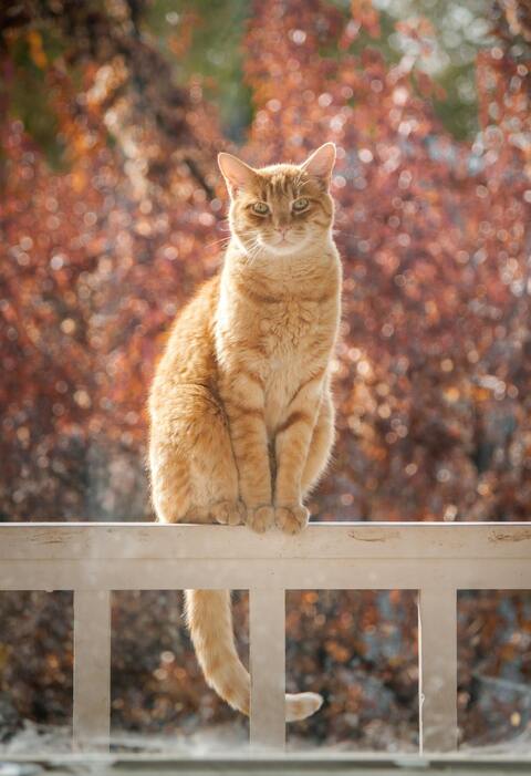 Orange Tabby Cat on Railing