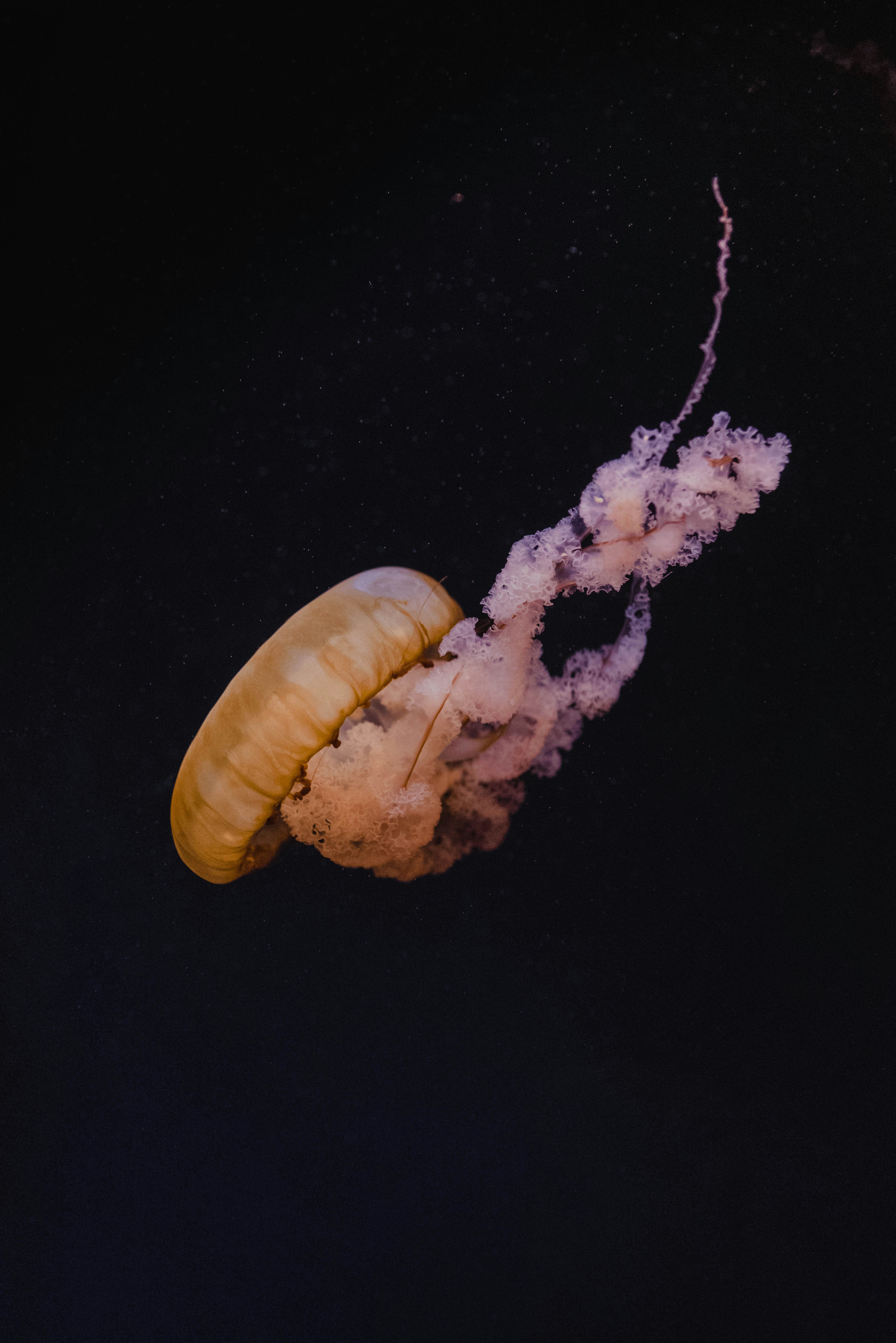 Jellyfish Swimming in Dark Water