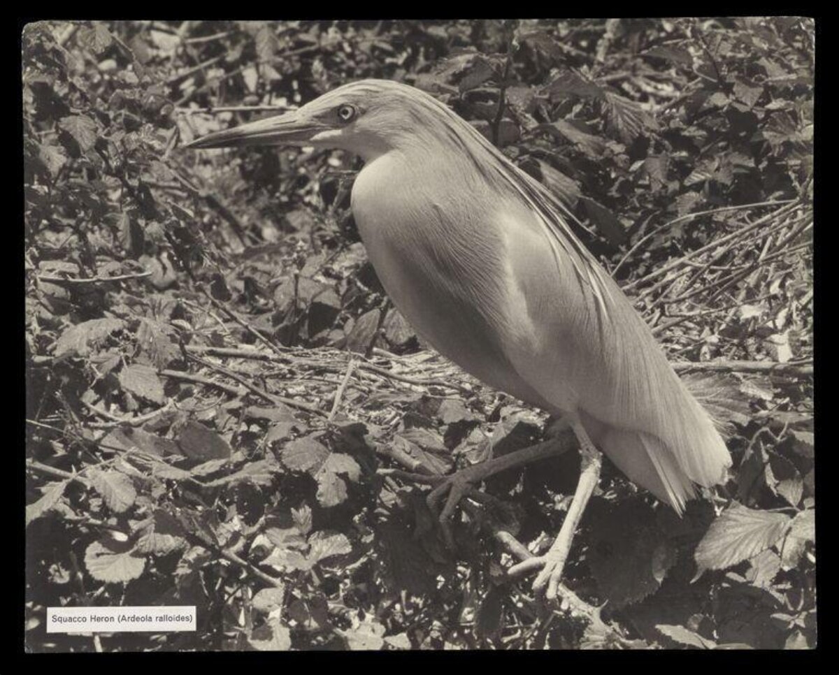 Squacco Heron Among Foliage