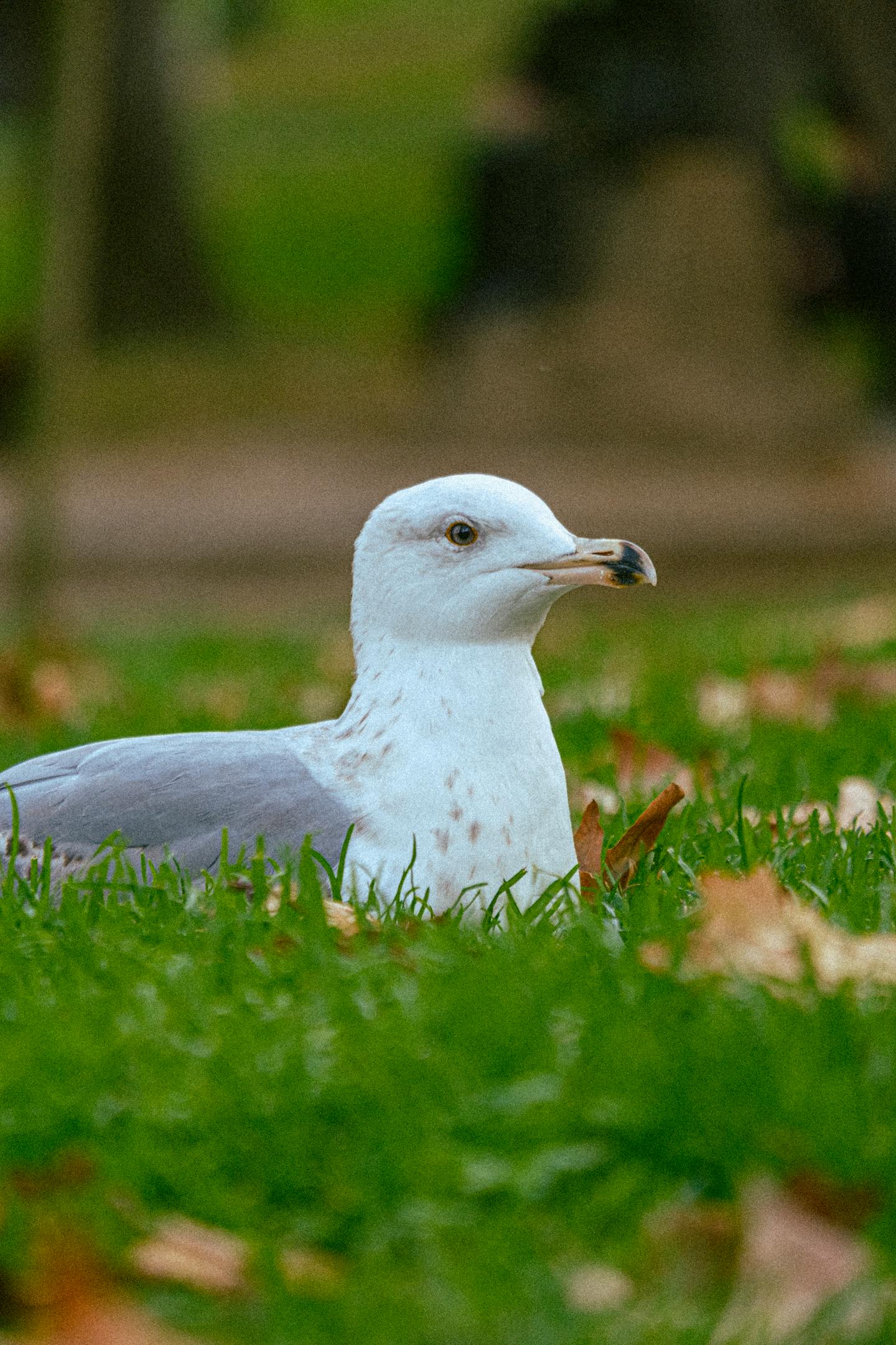 Seagull Resting on Green Grass