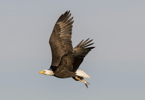 Bald Eagle Carrying Fish In Flight