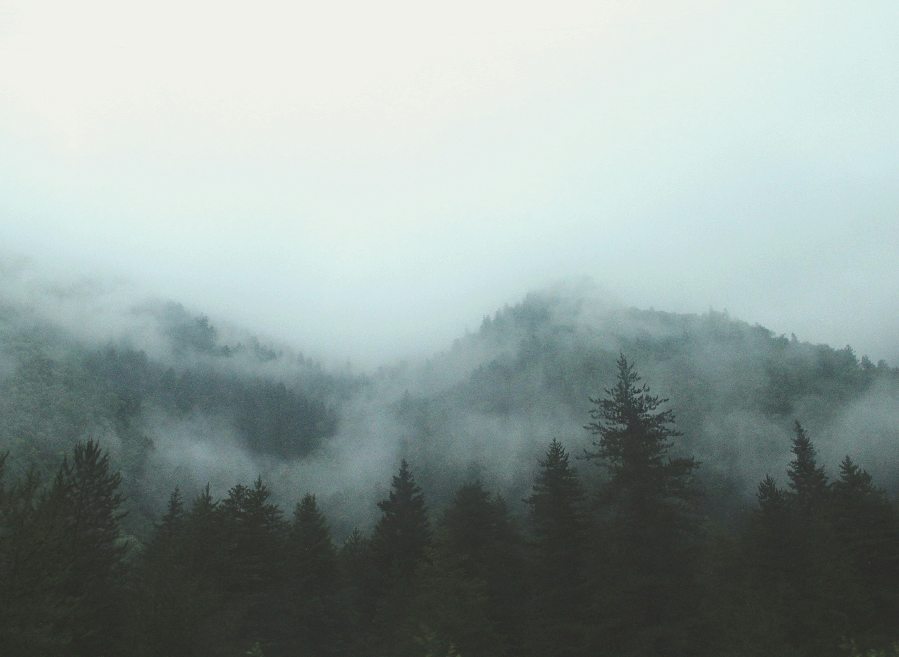 Foggy Mountain Forest
