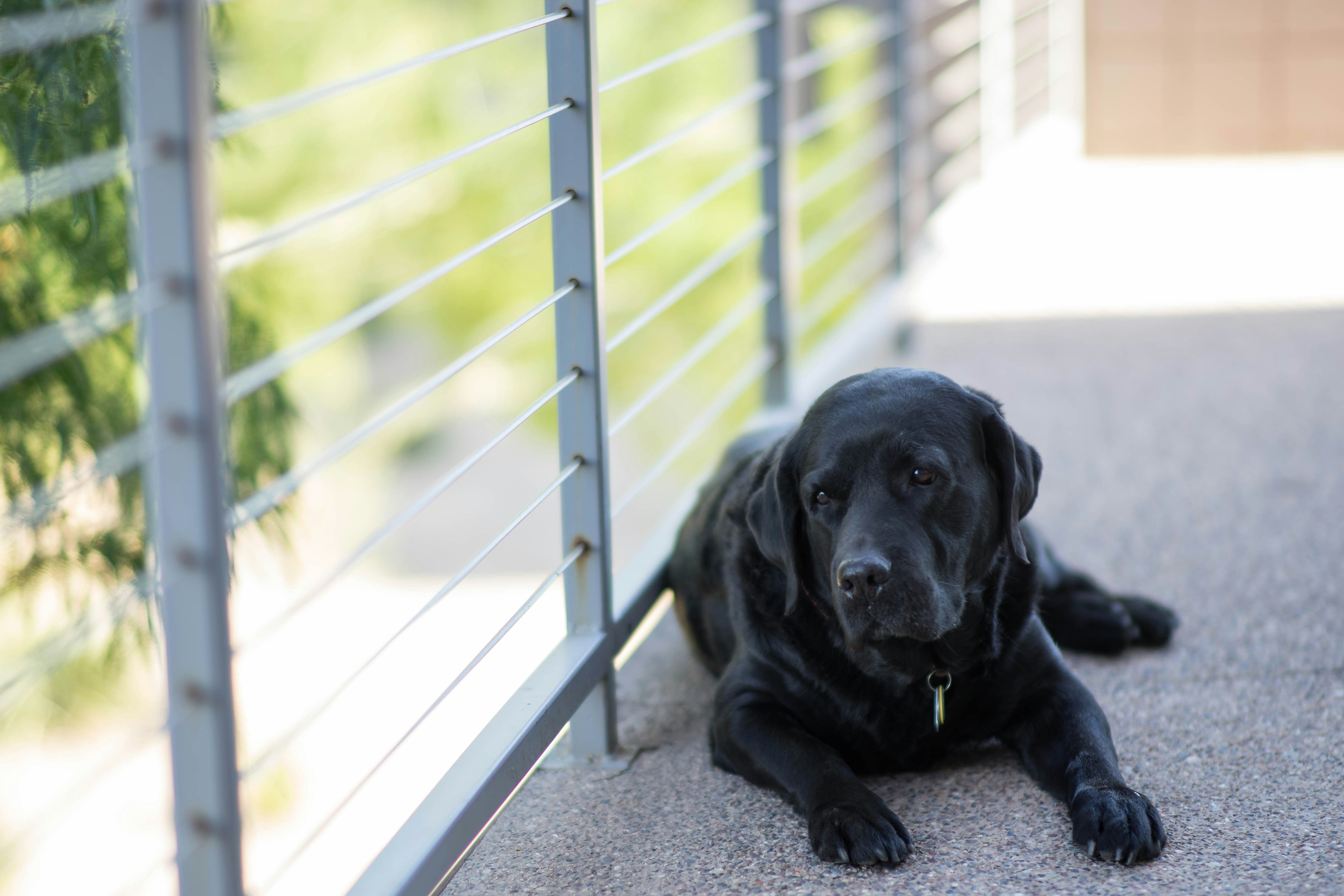 Black Labrador Resting On Walkway