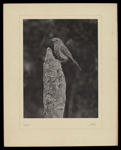 Robin Perched on Tree Stump