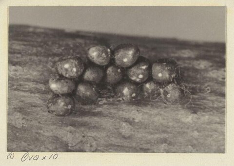 10x Magnified Insect Eggs Cluster