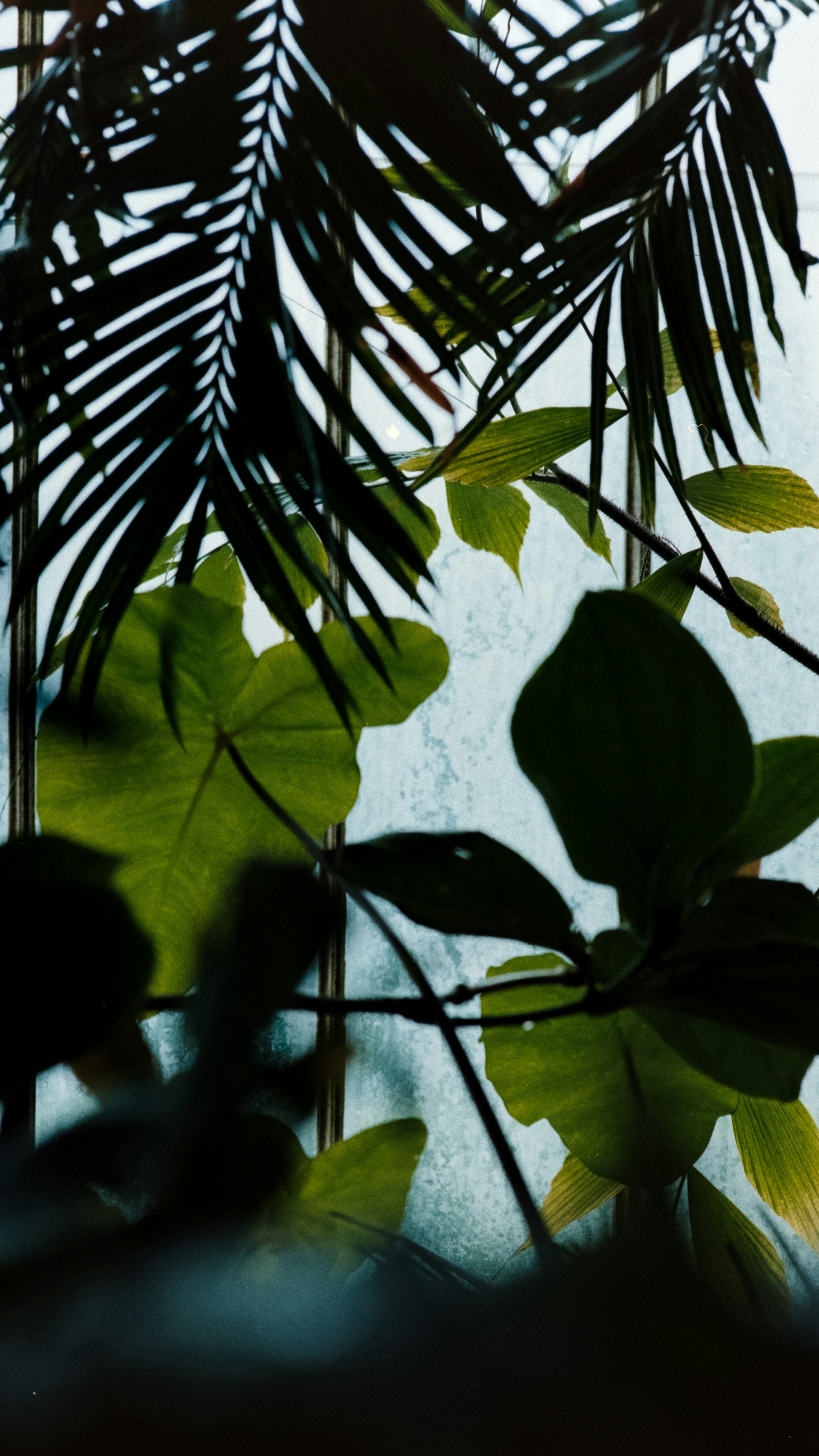 Wallpapers