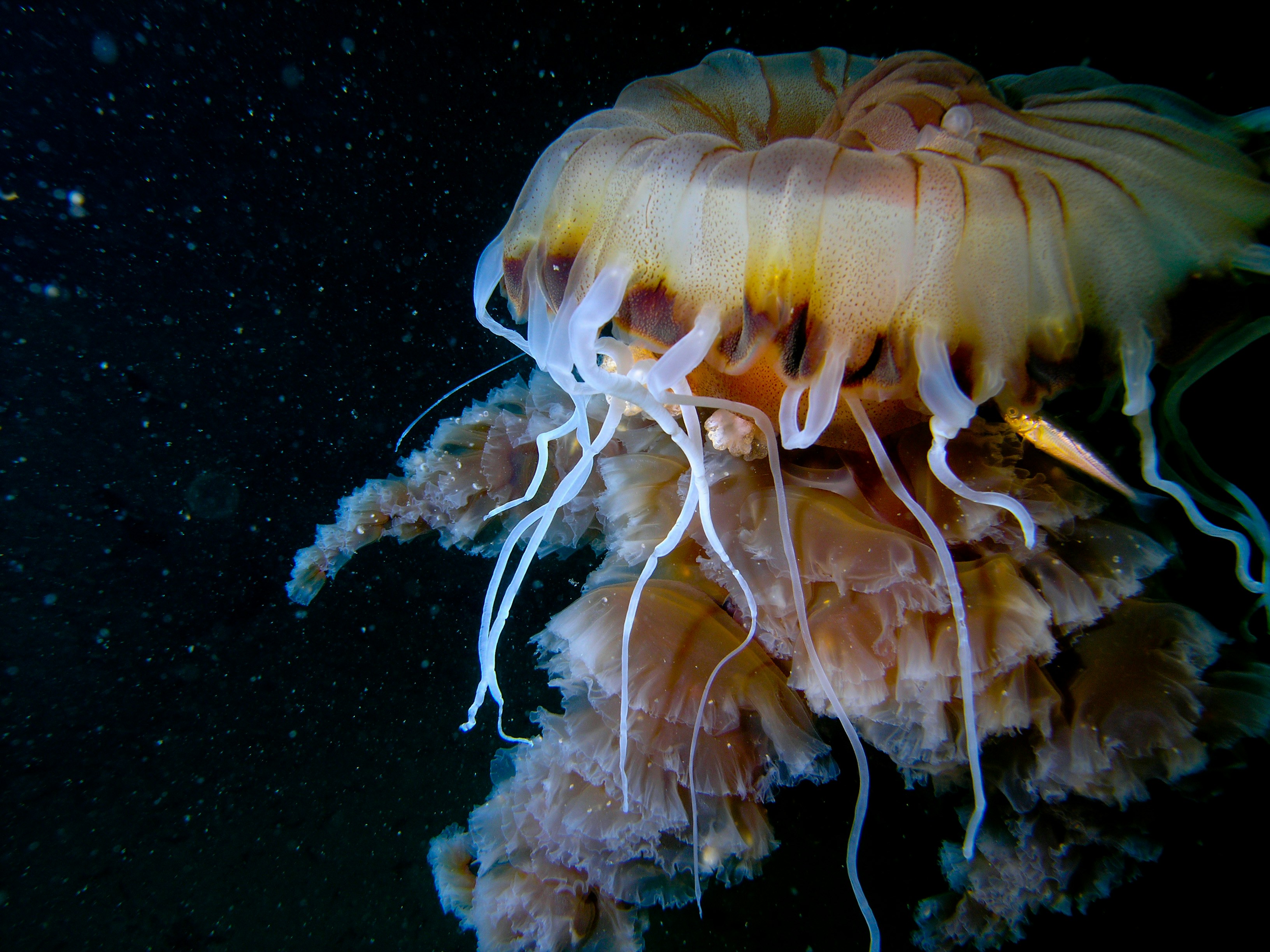 Jellyfish Floating in Deep Sea