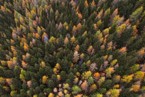 Aerial View of Autumn Forest