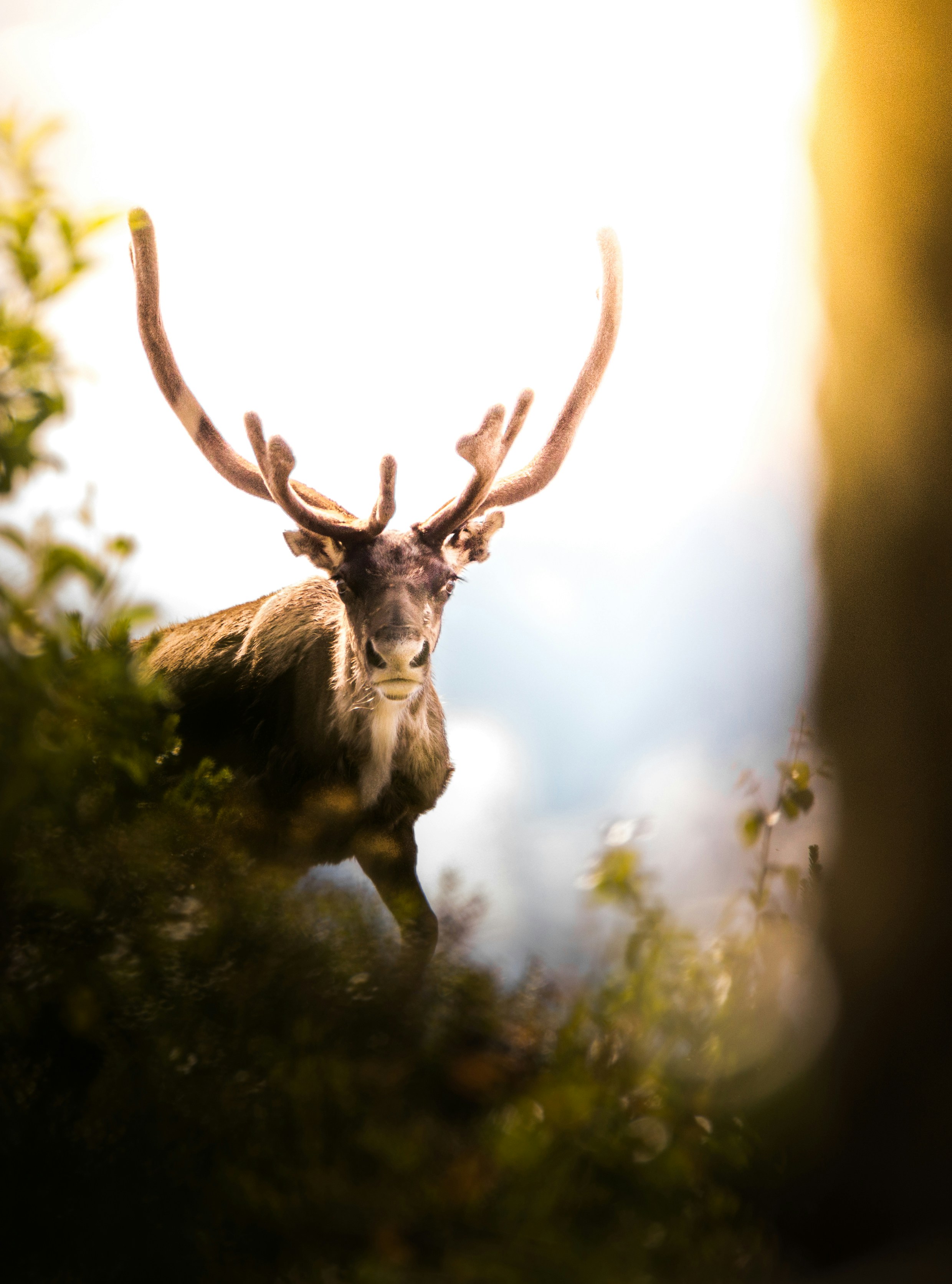 Reindeer in Sunlit Woodland