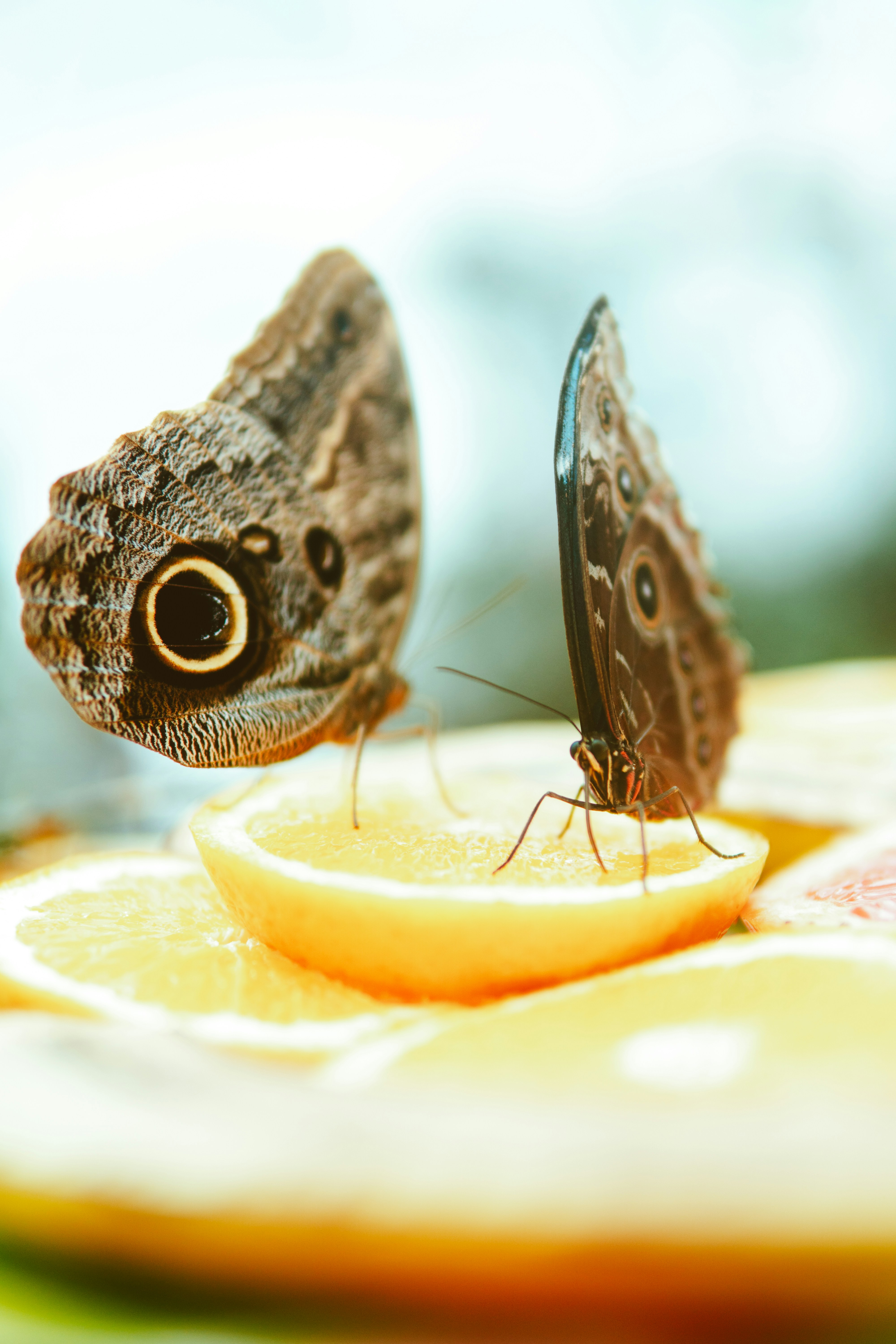 Two Owl Butterflies on Orange Slices