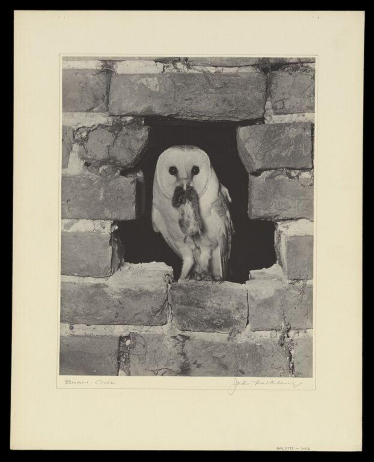 Barn Owl with Prey at Brick Hole
