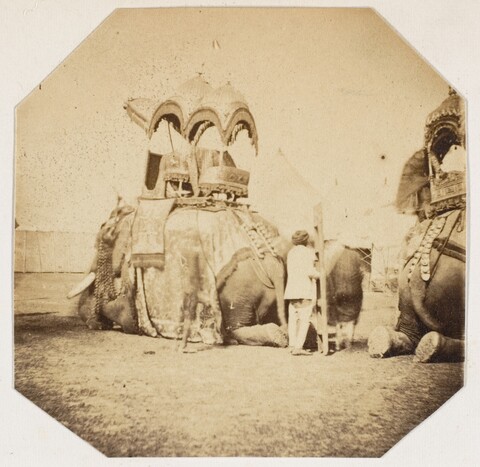 Vintage Photo of Decorated Kneeling Elephants