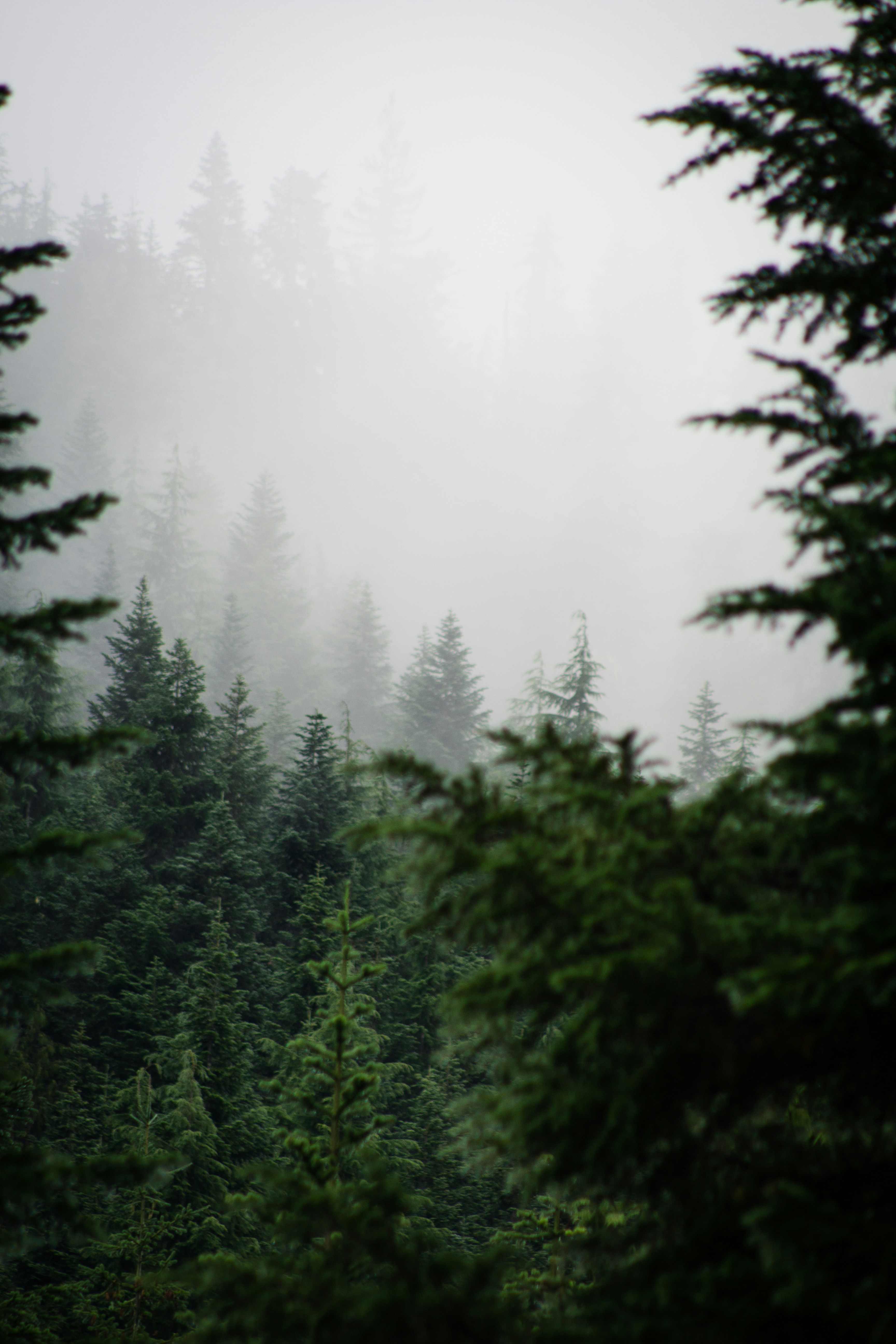 Foggy Mountain Coniferous Forest