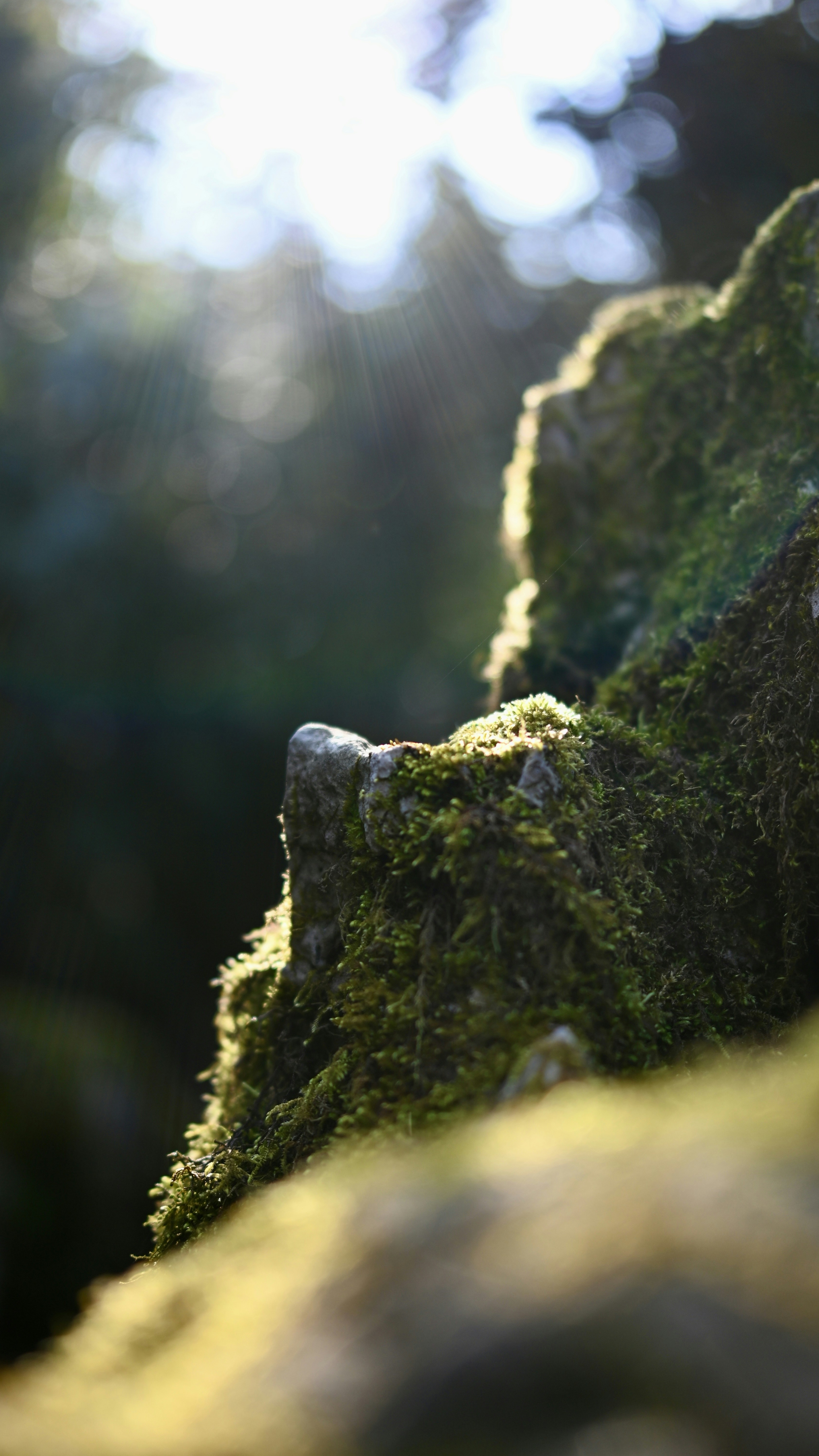 Forest & Flora