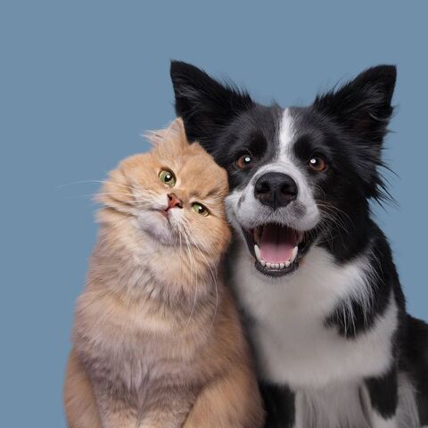 Image 20082 — Pets