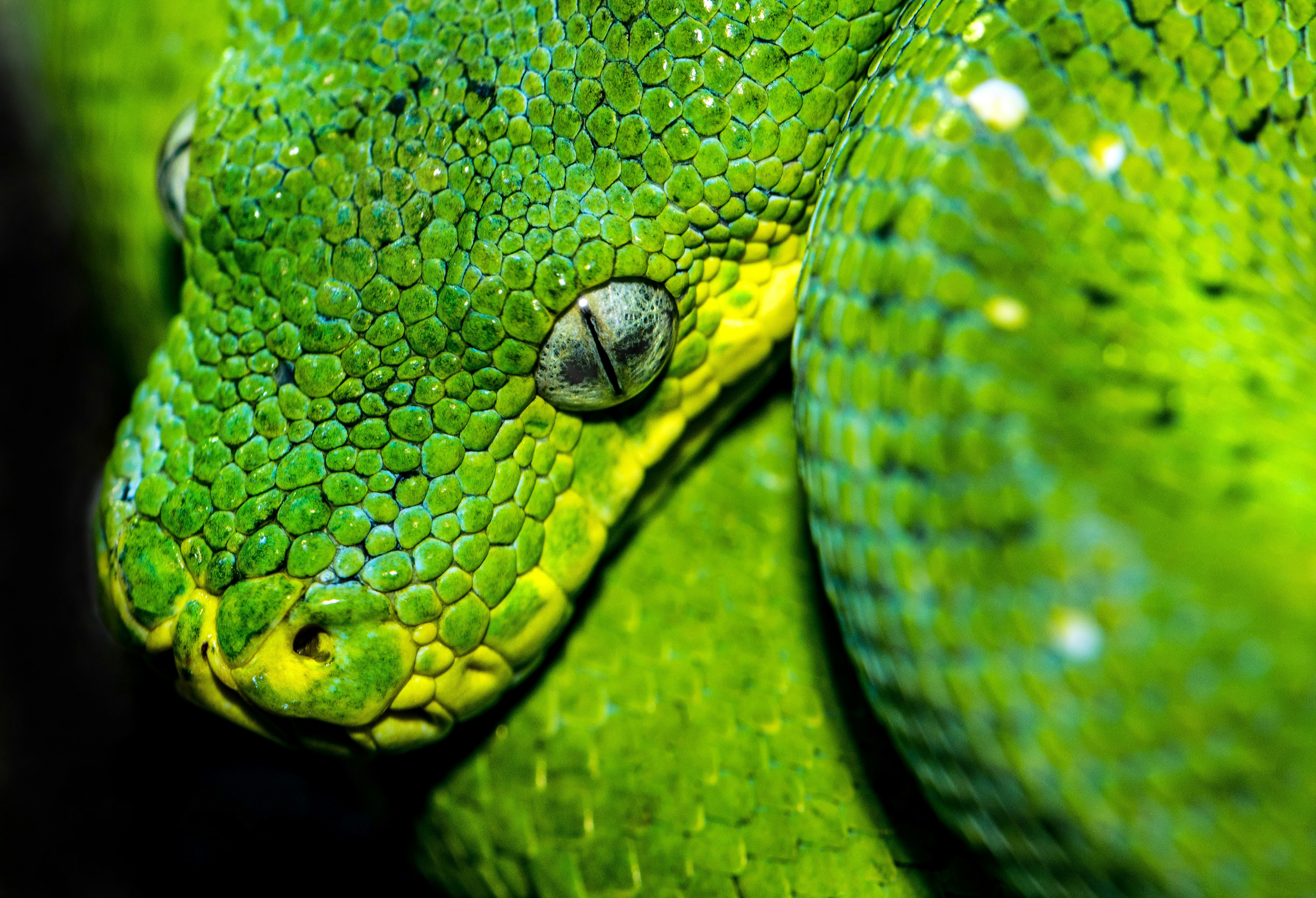 Close-up of Green Snake Head
