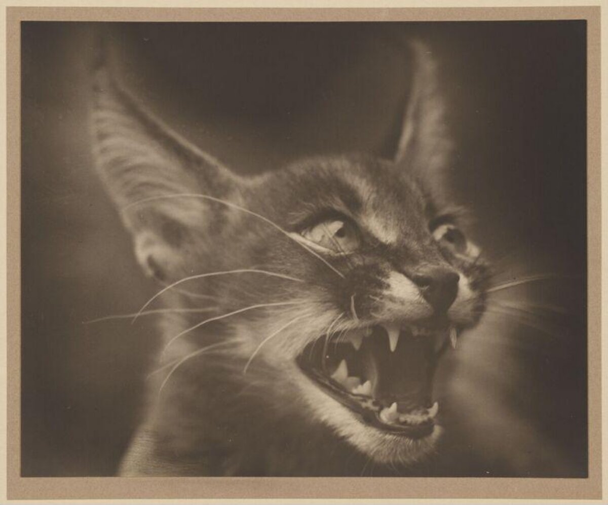 Snarling Wild Cat Close-Up