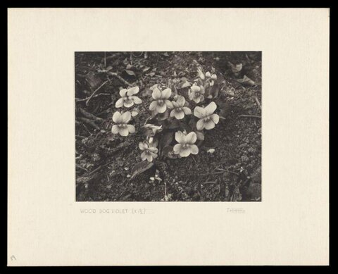 Vintage Photo of Wood Dog Violet