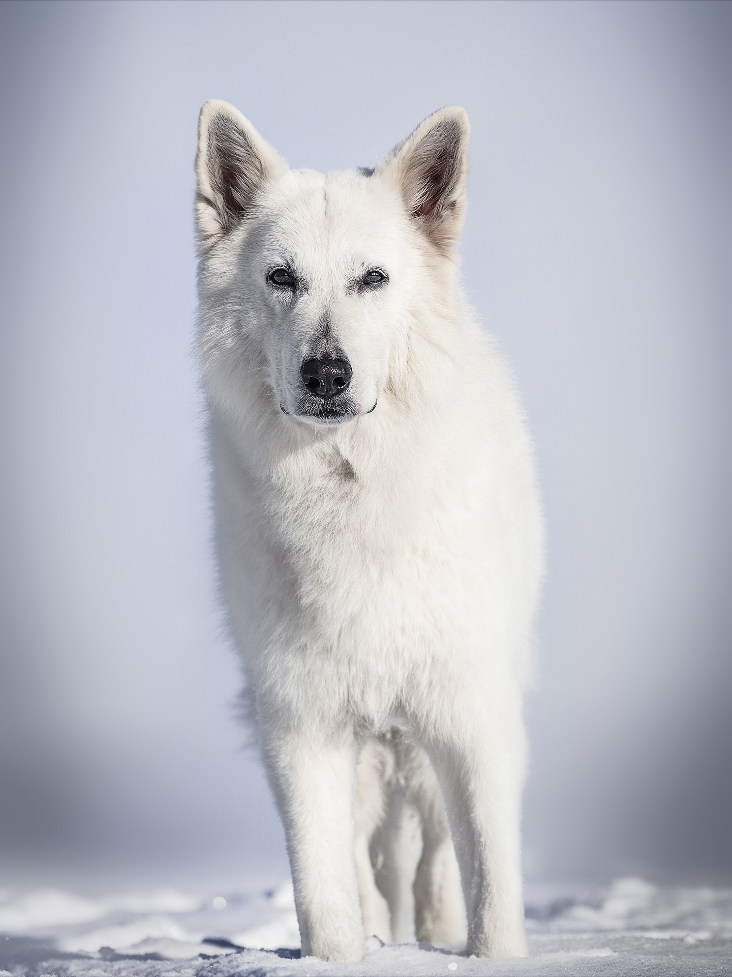 White Shepherd Standing on Snow