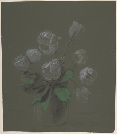 White Poppies in a Vase Sketch