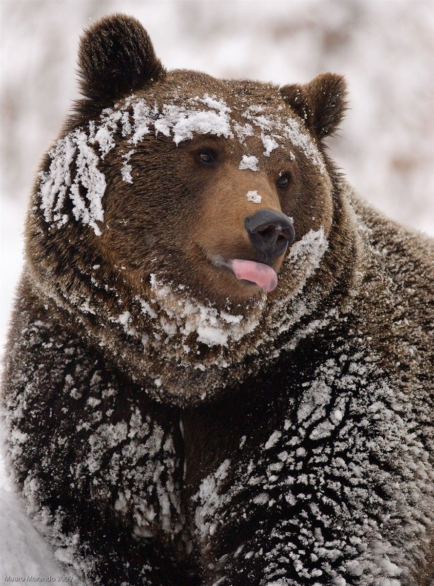 Snow-covered Brown Bear in Winter