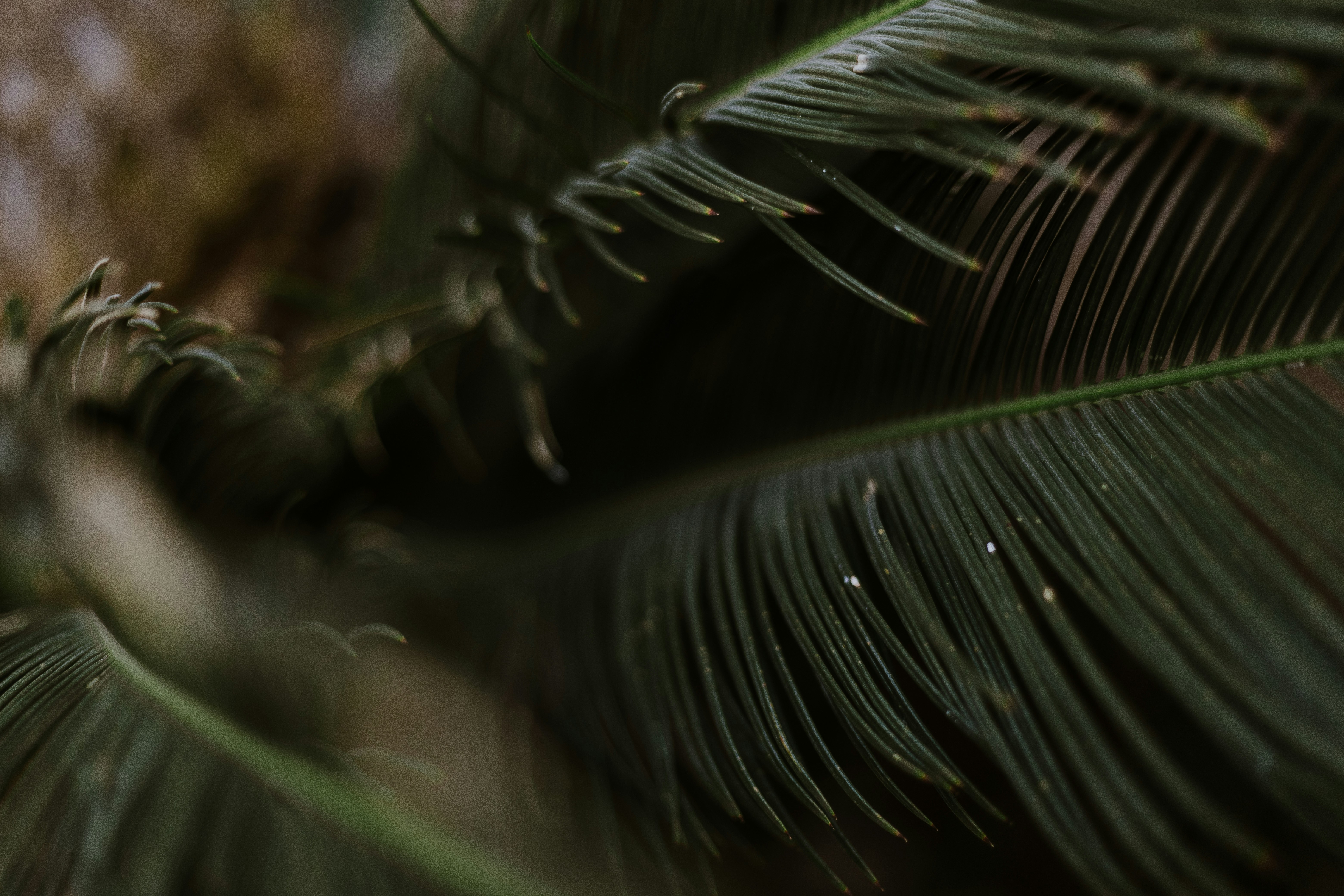 Close-up of Cycad Fronds