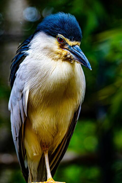 Black-Crowned Night Heron Close Up