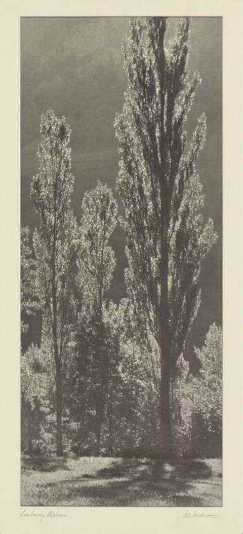 Tall Poplars Monochrome Landscape