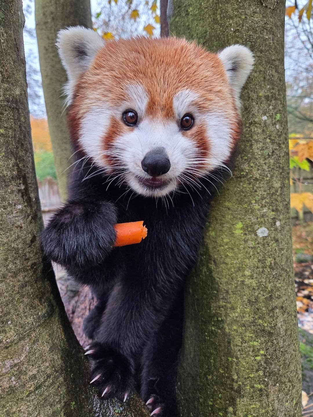 Red Panda Holding Carrot Between Trees