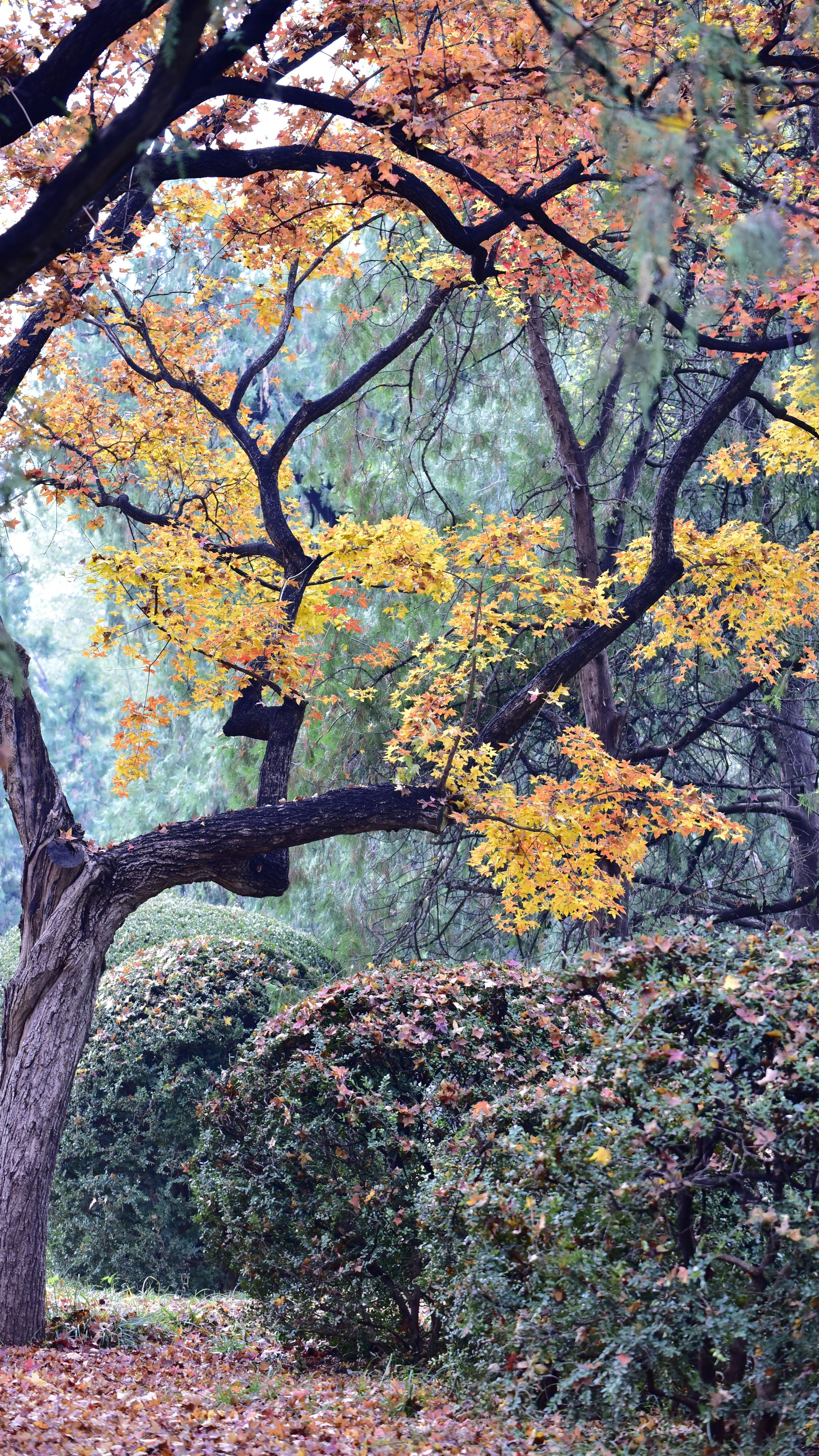 Autumn Park Woodland Scenery