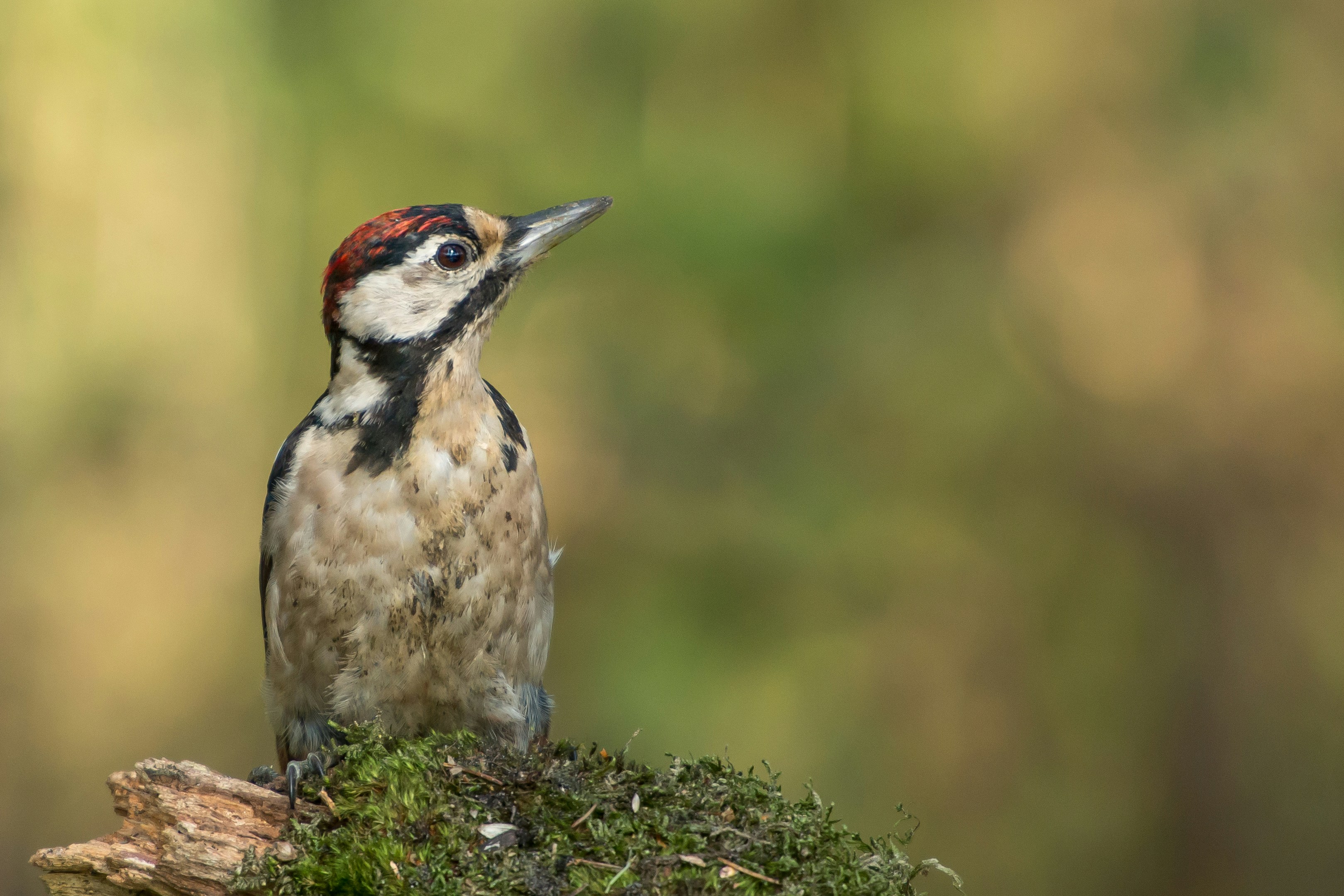 Great Spotted Woodpecker on Mossy Log