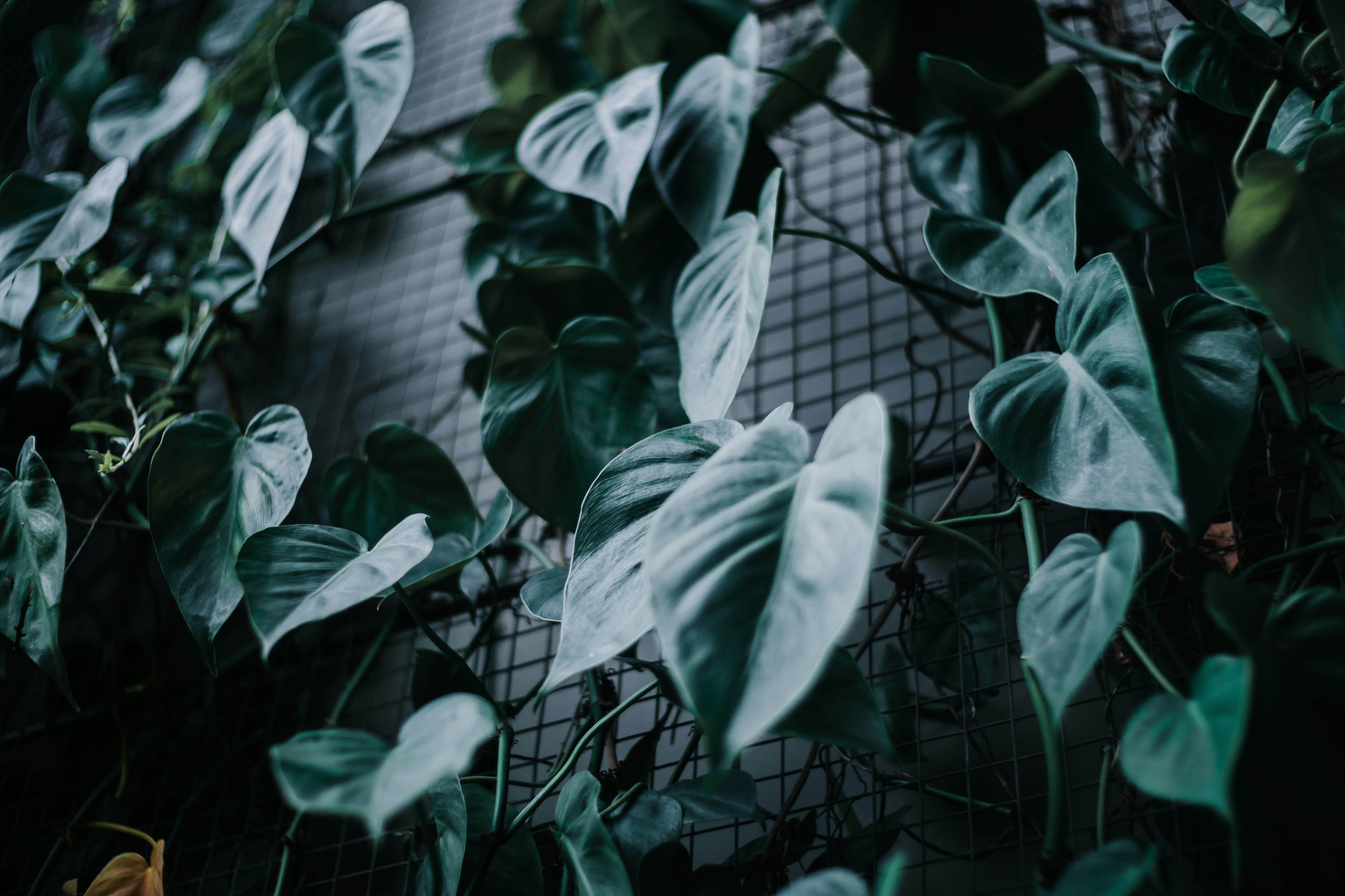 Heartleaf Vines on Metal Grid