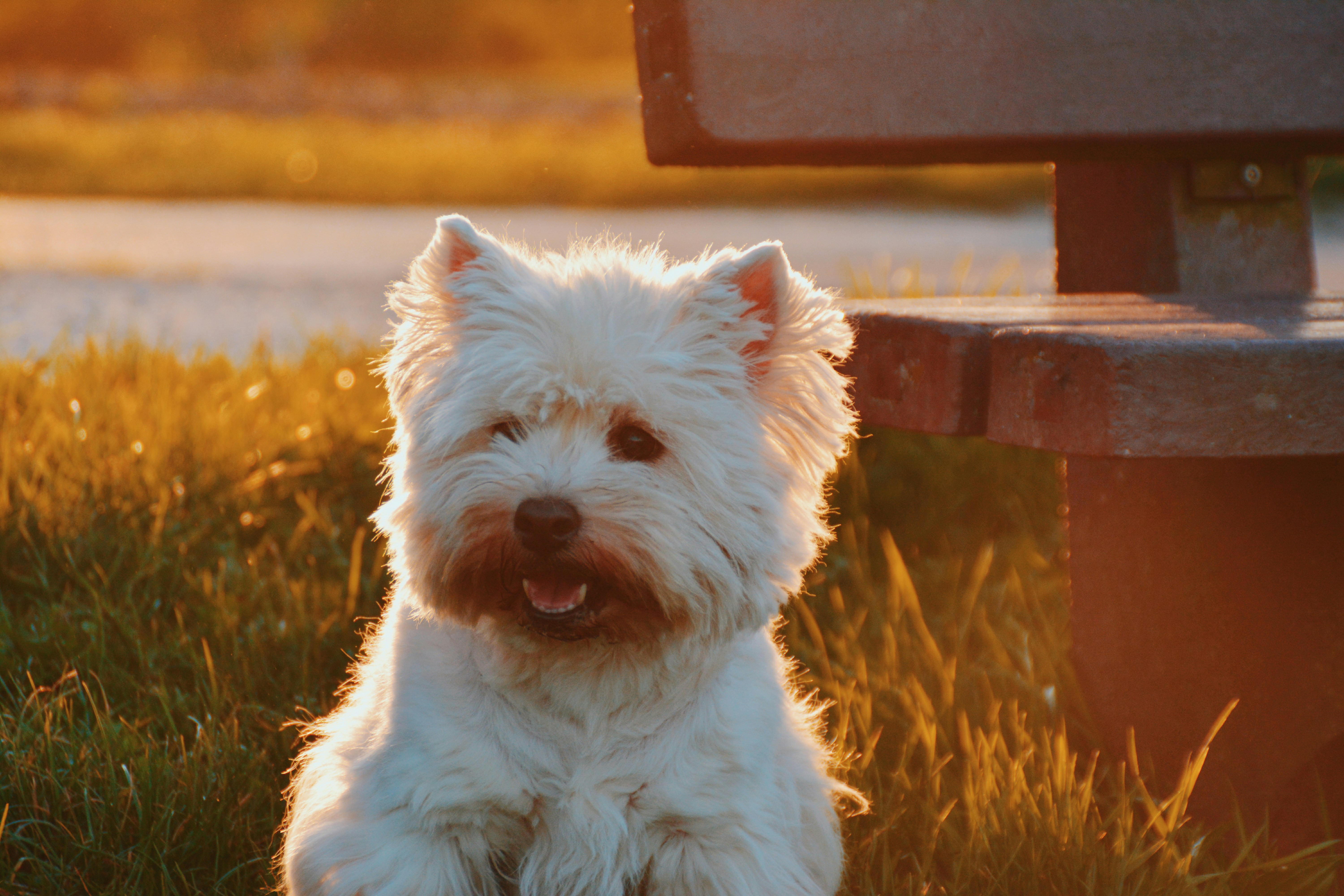 White Westie Dog at Sunset — Animal Encyclopedia