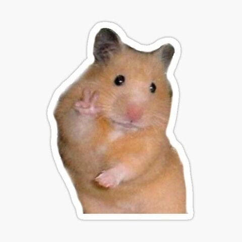 Waving Golden Hamster